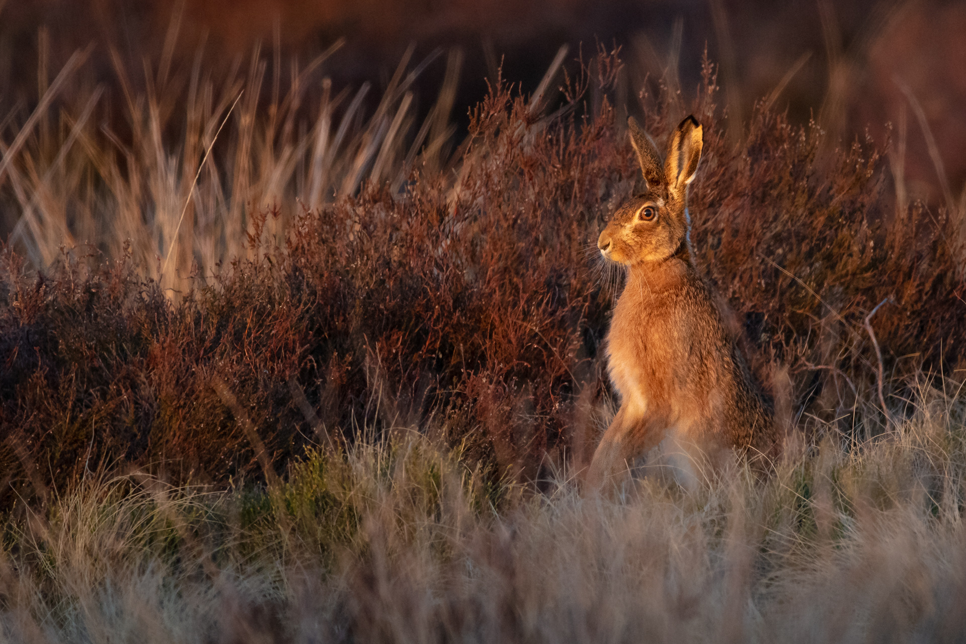 European Hare