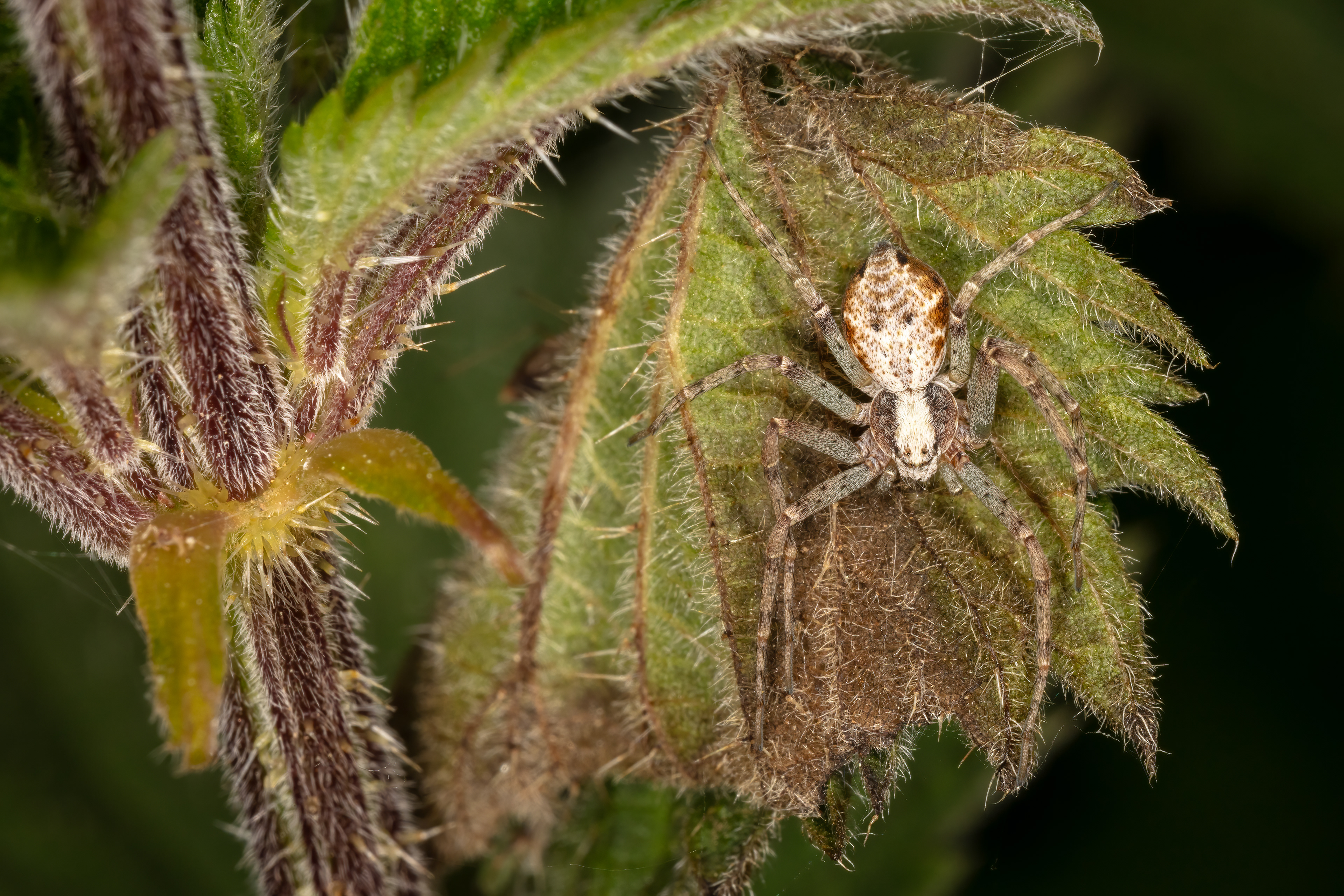 Running Crab Spider (Philodromidae)