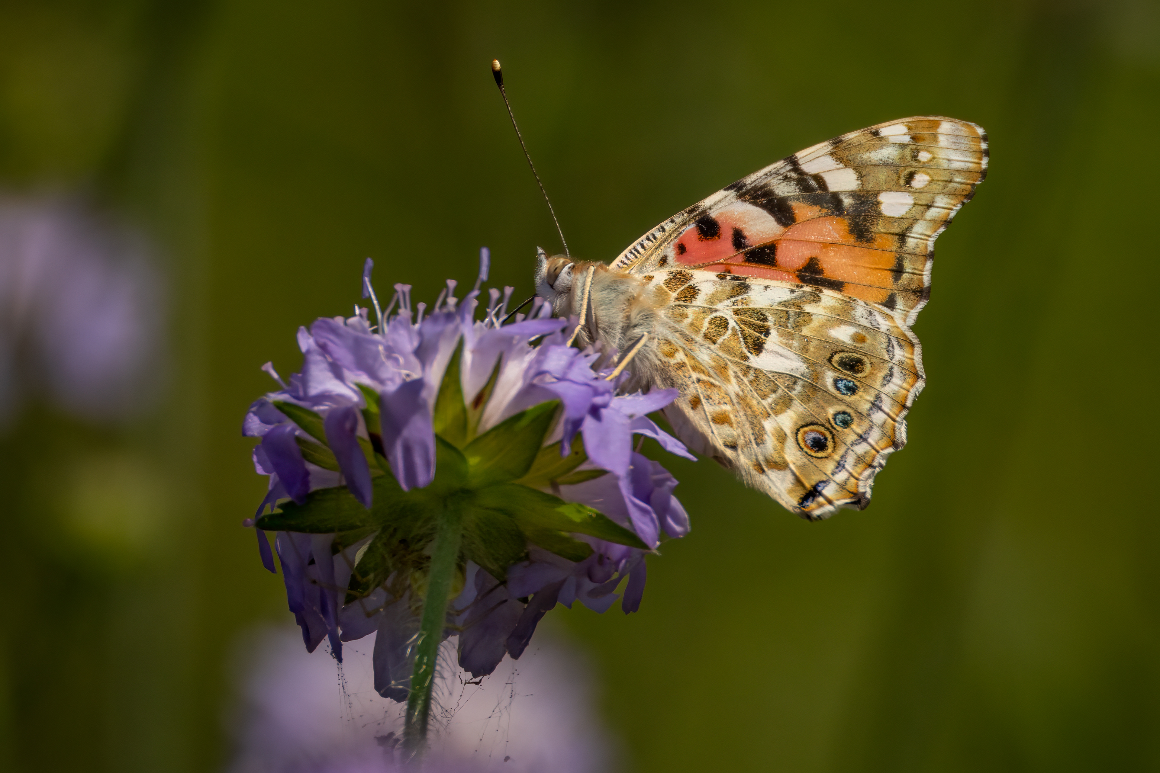 Painted Lady Butterfly