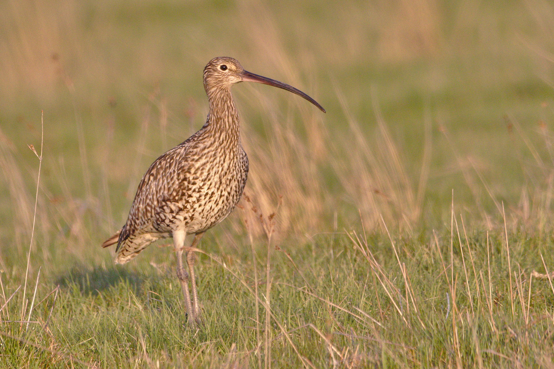 Curlew