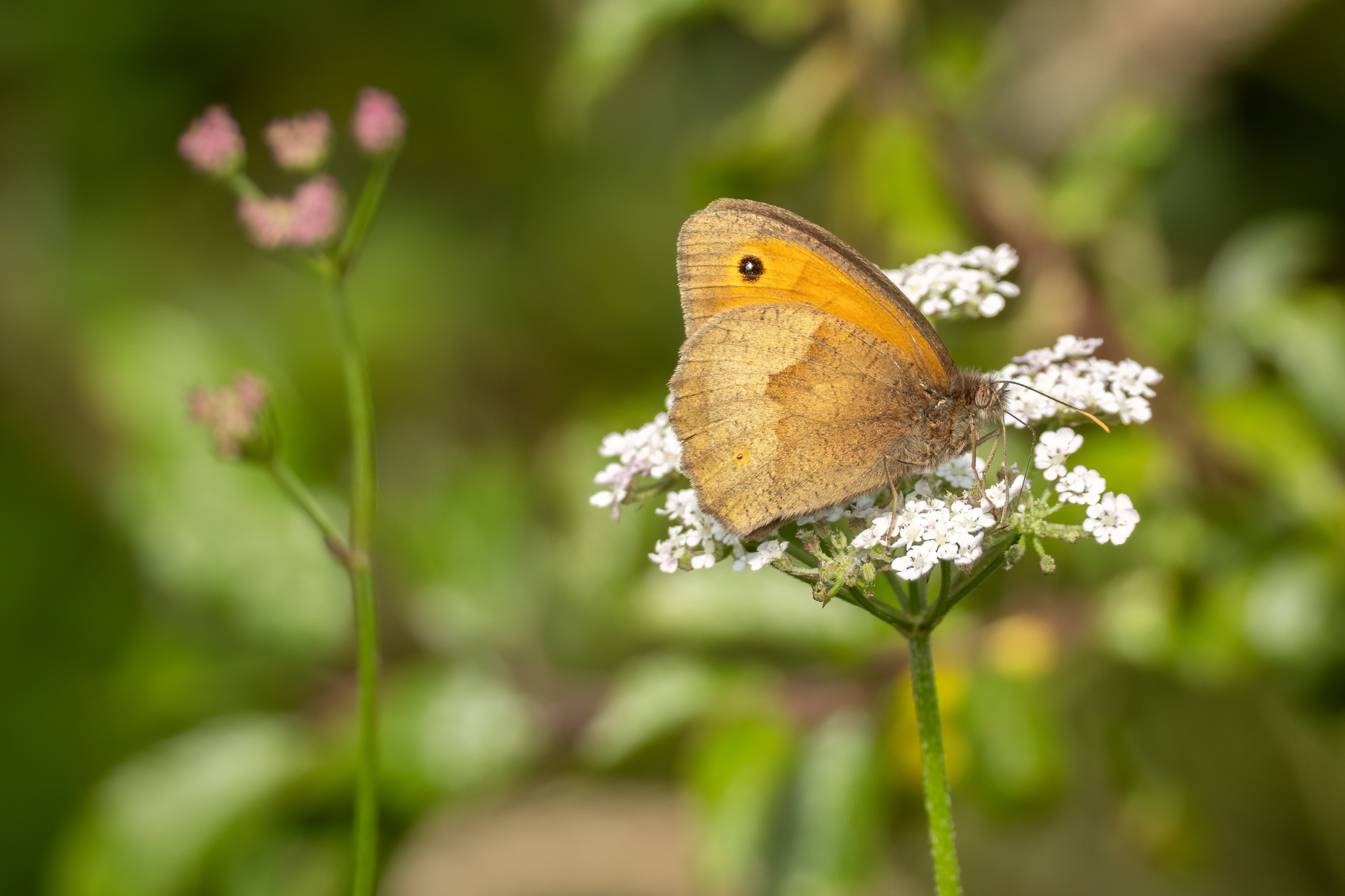 Meadow Brown Butterfly