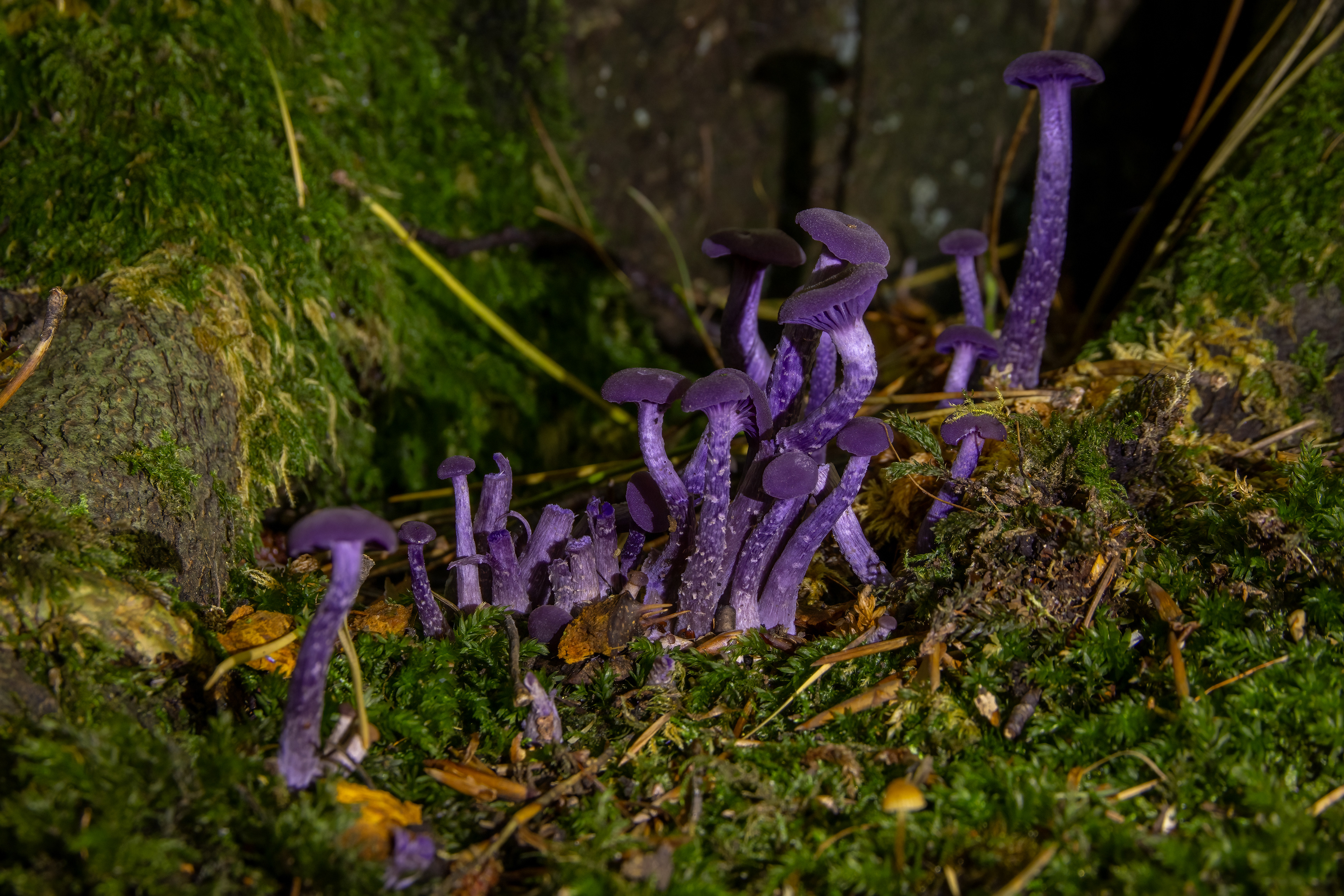 Amethyst Deceiver