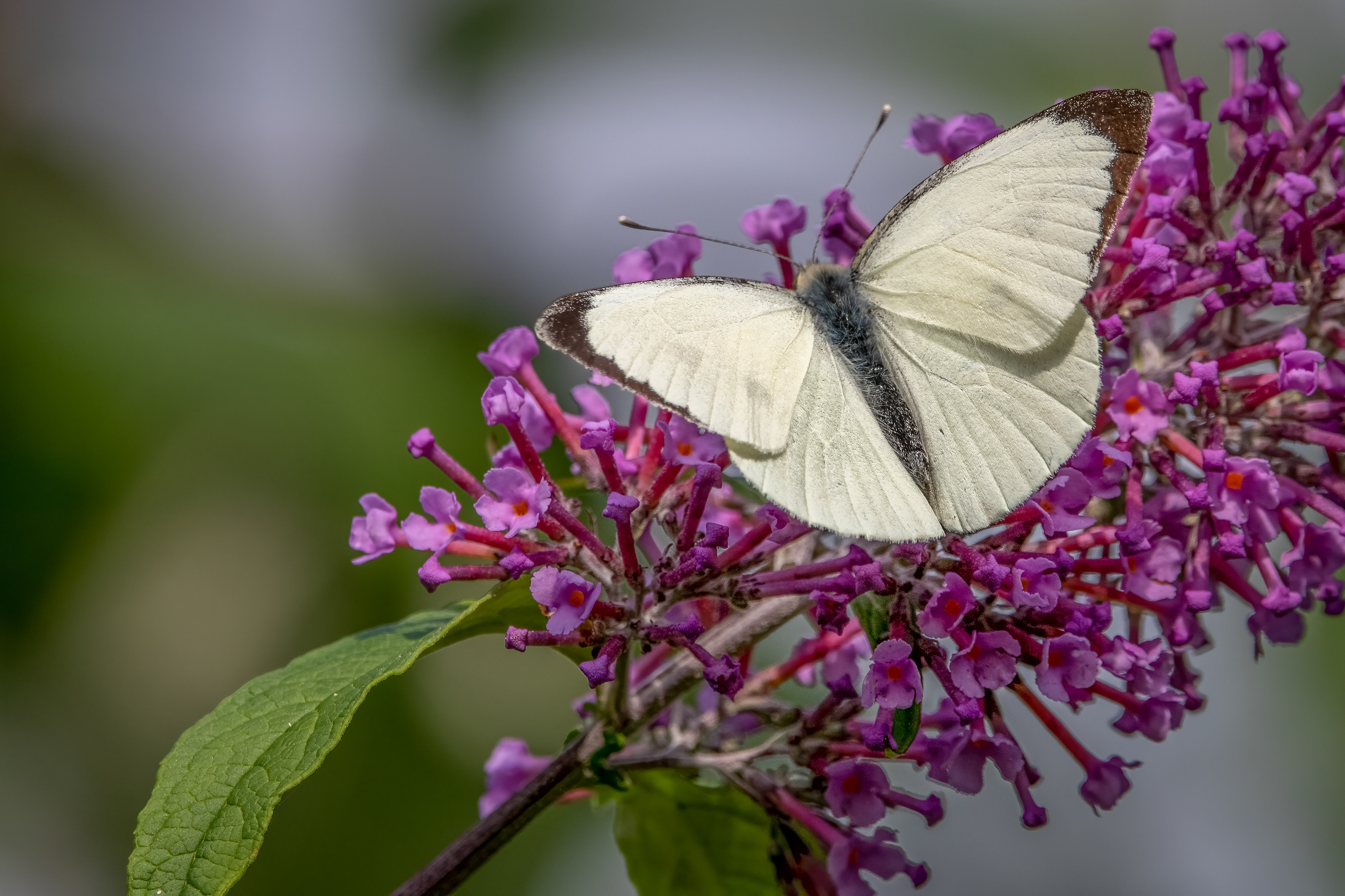 Large White Butterfly