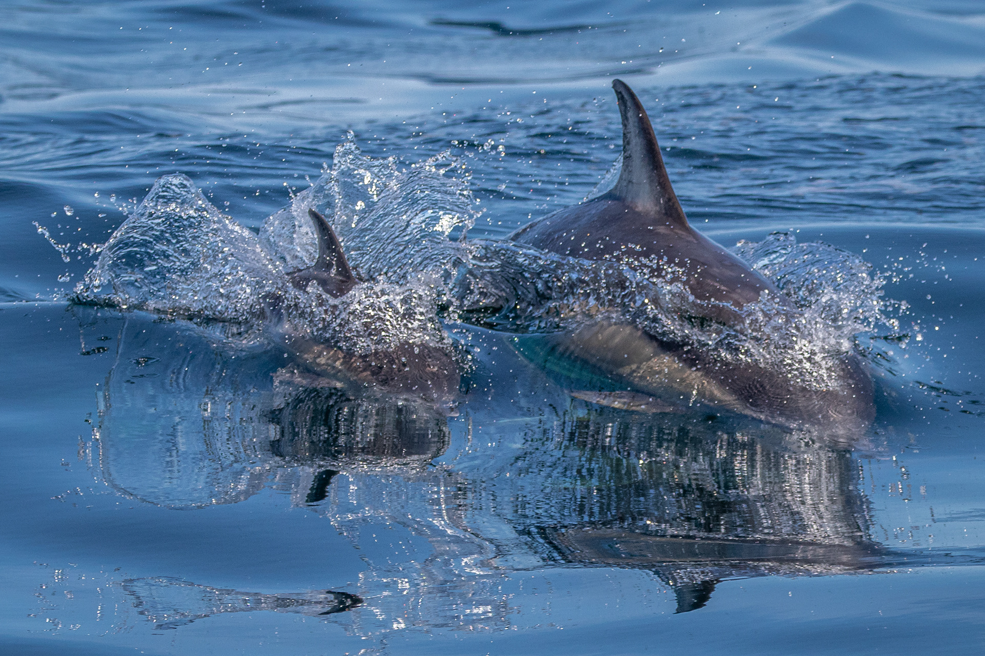 Common Bottlenose Dolphins