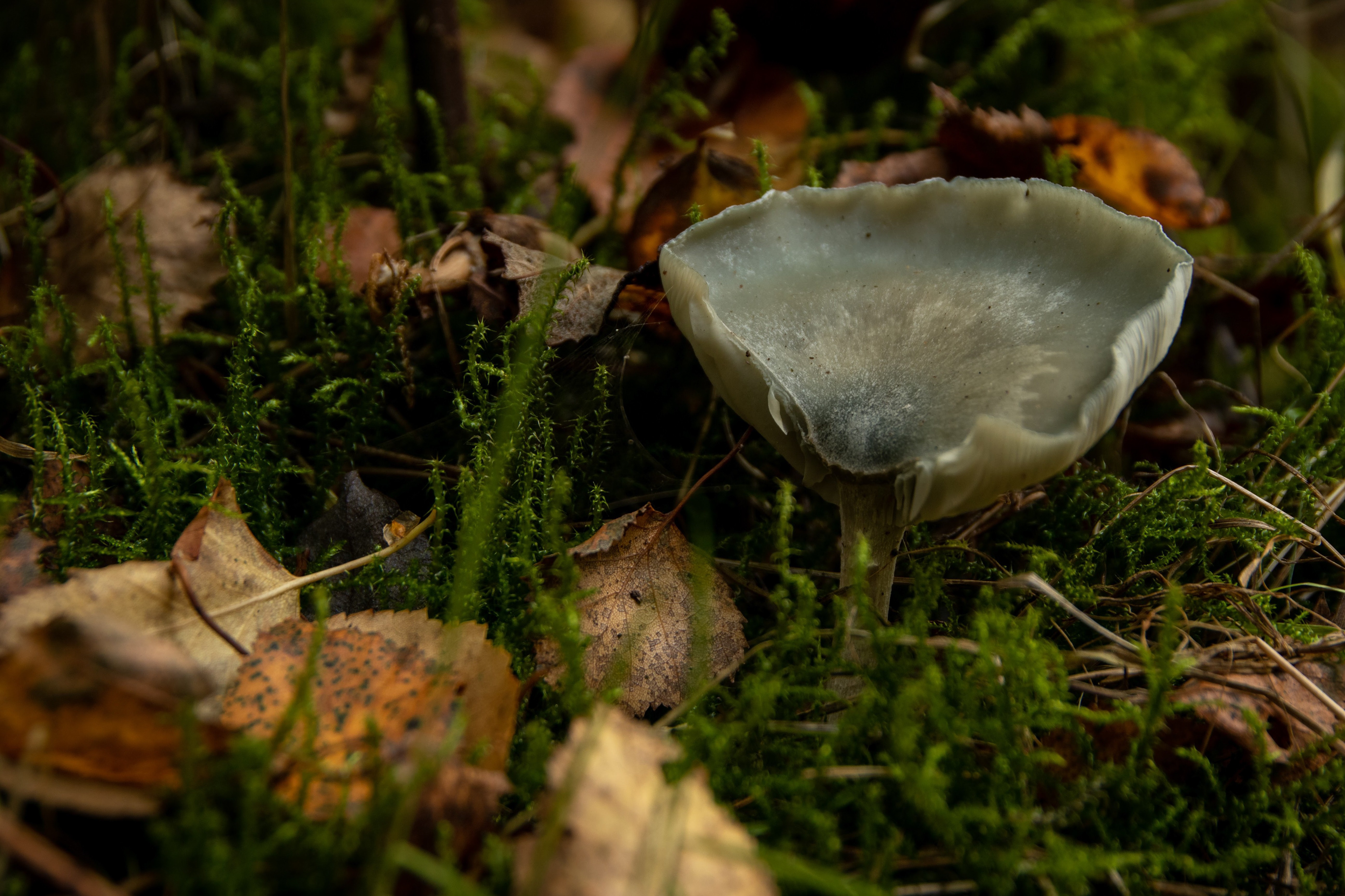 Aniseed Funnel
