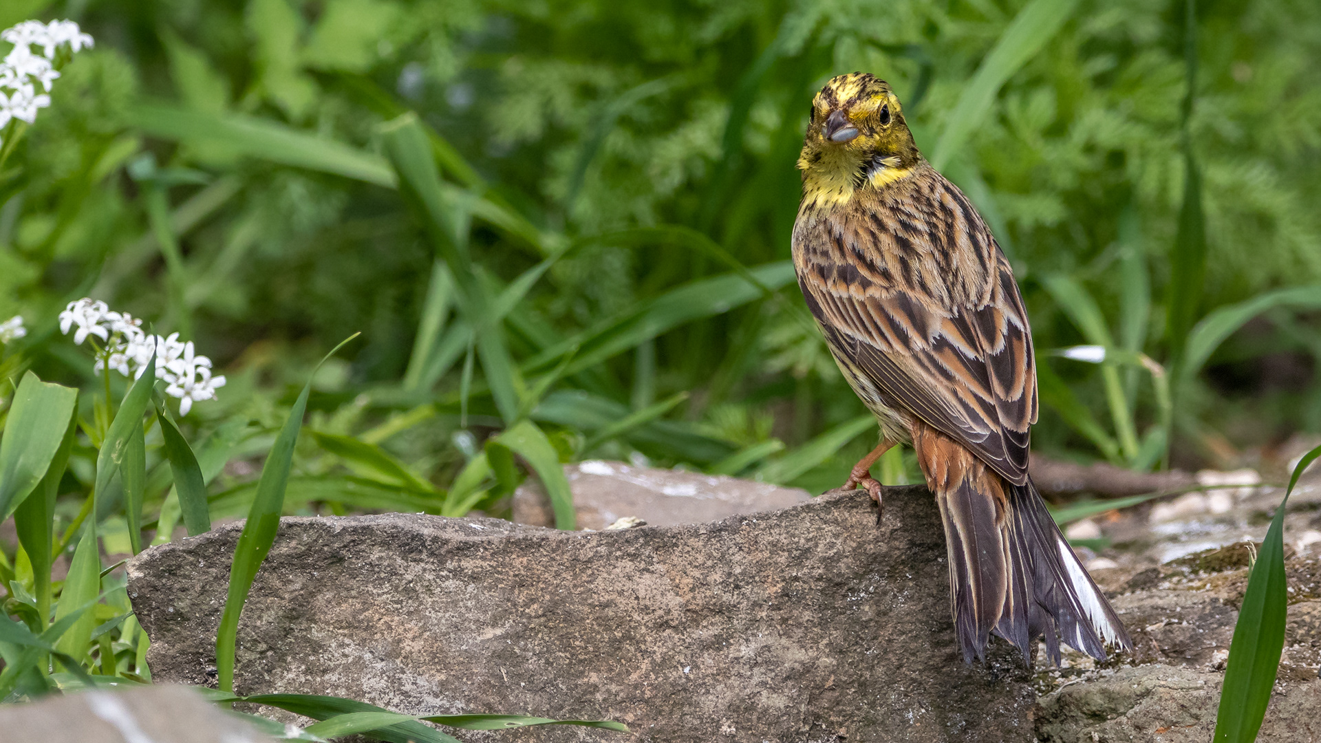 Yellowhammer (female)