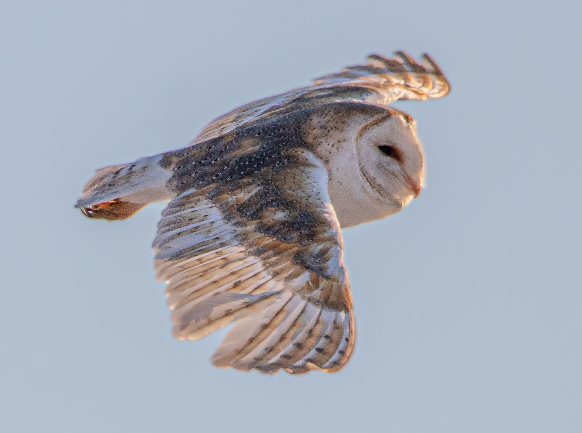 Barn Owl