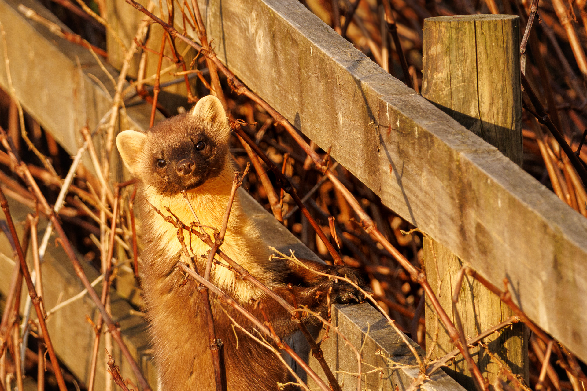 Pine Marten