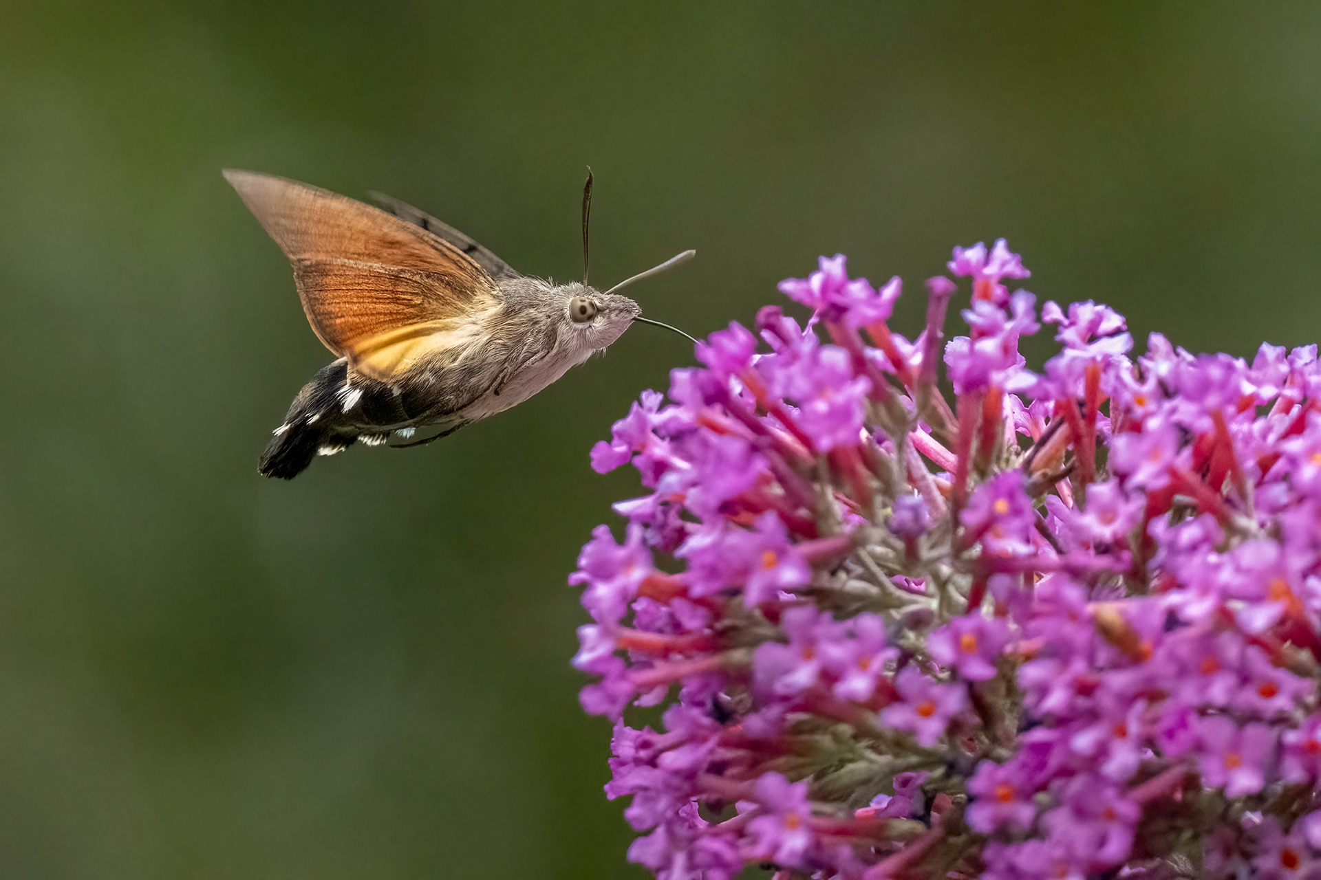 Hummingbird Hawk Moth