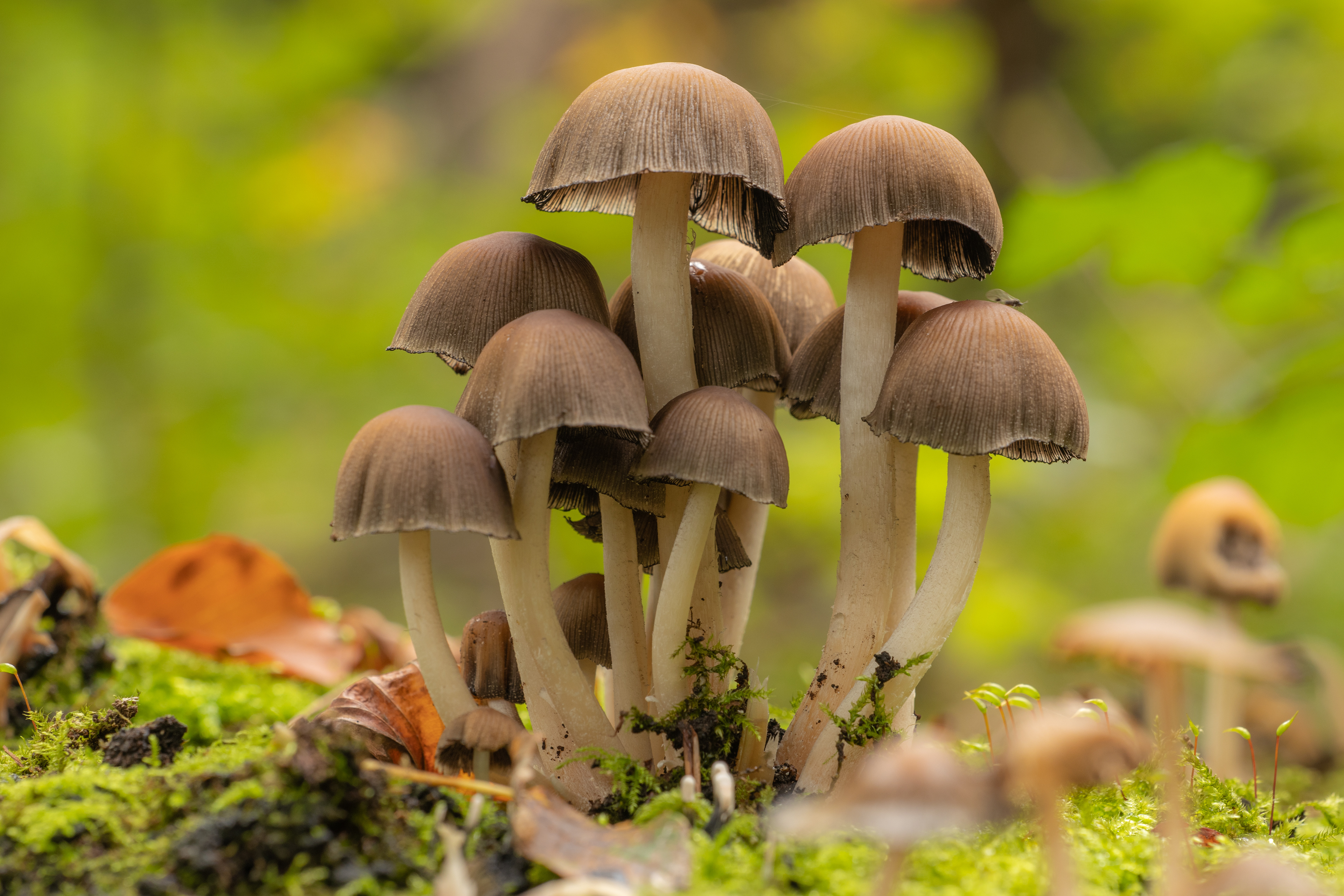 Glistening Inkcap