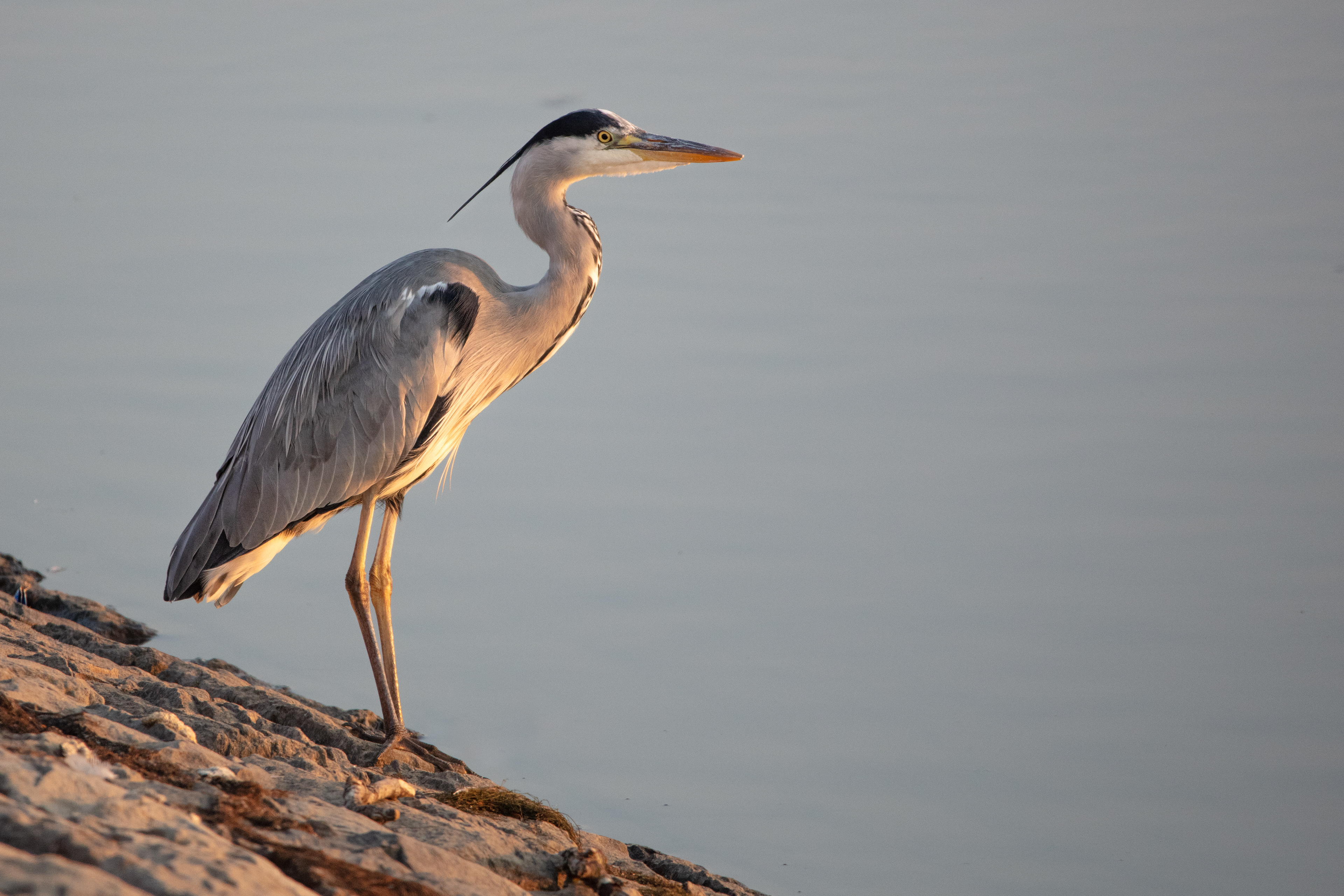 Grey Heron