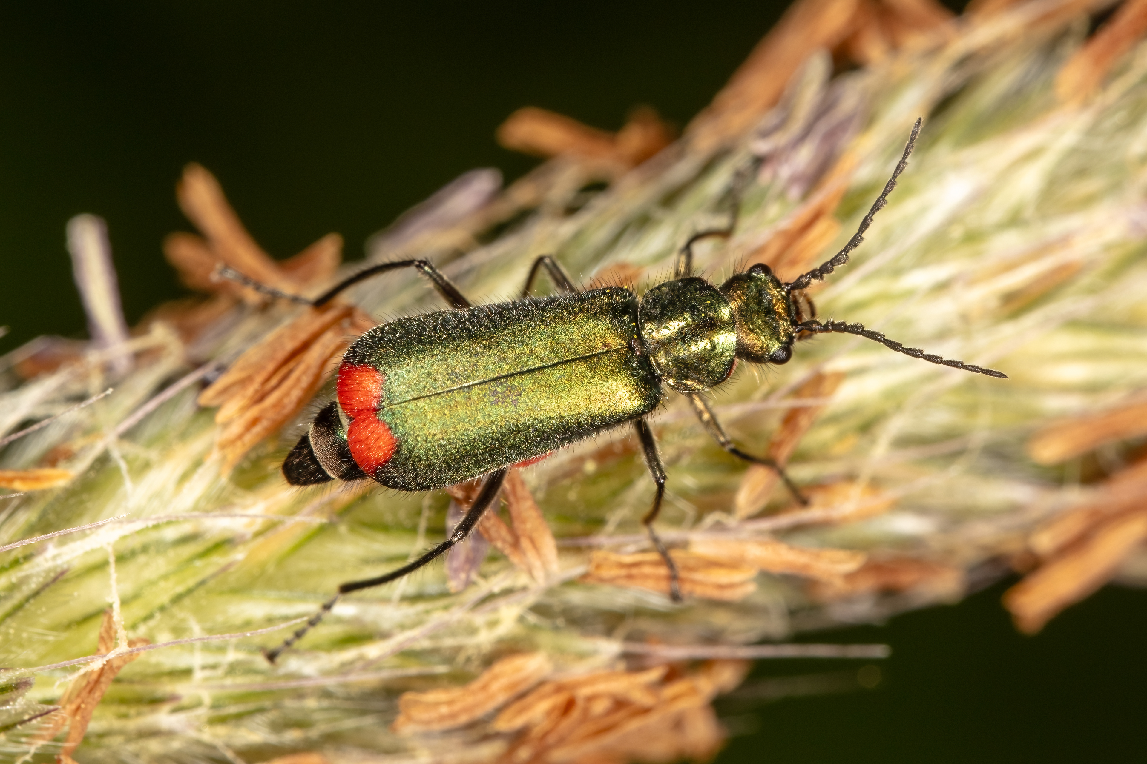 Common Malachite Beetle