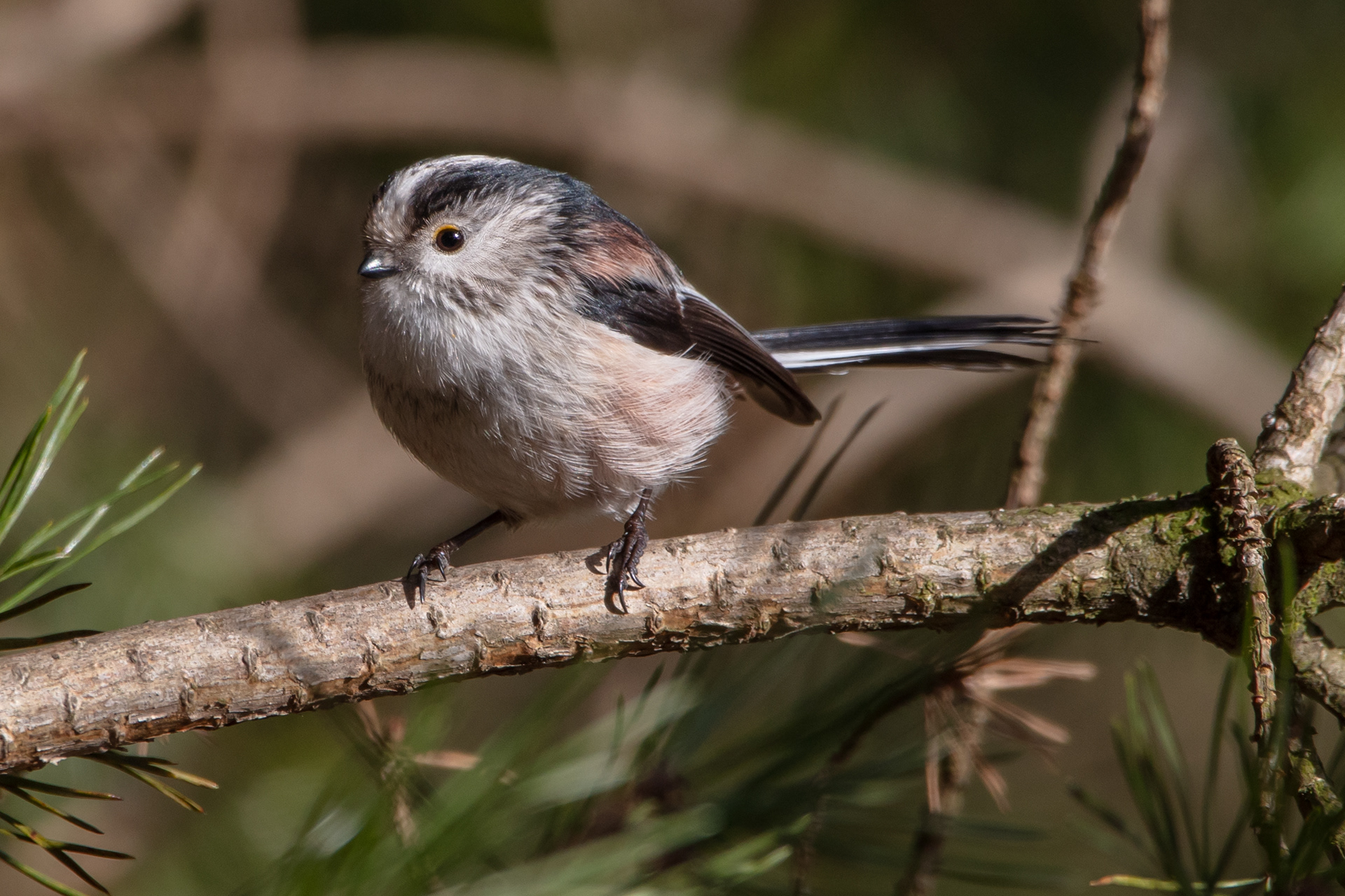 Long Tailed Tit