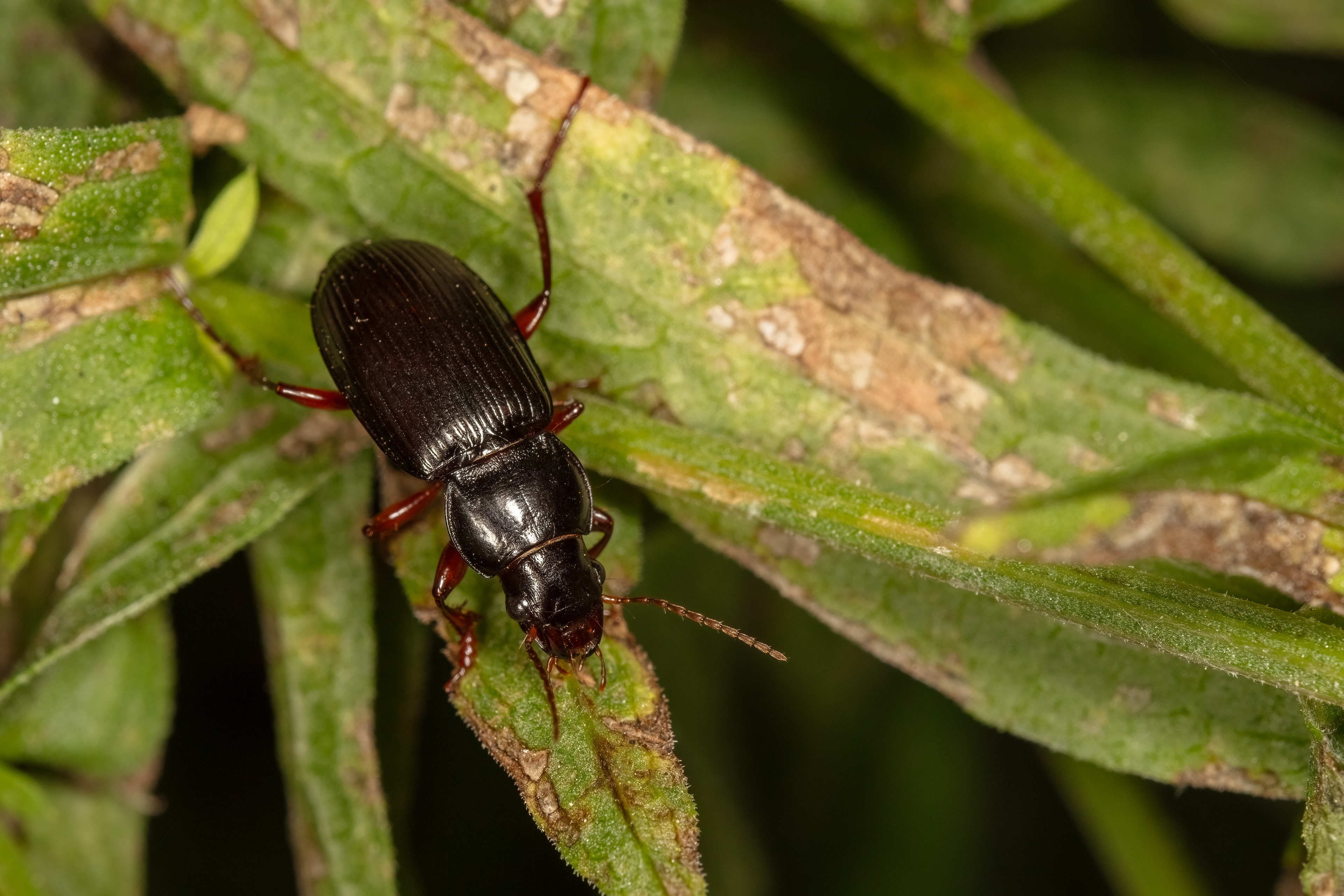 Ground Beetle
