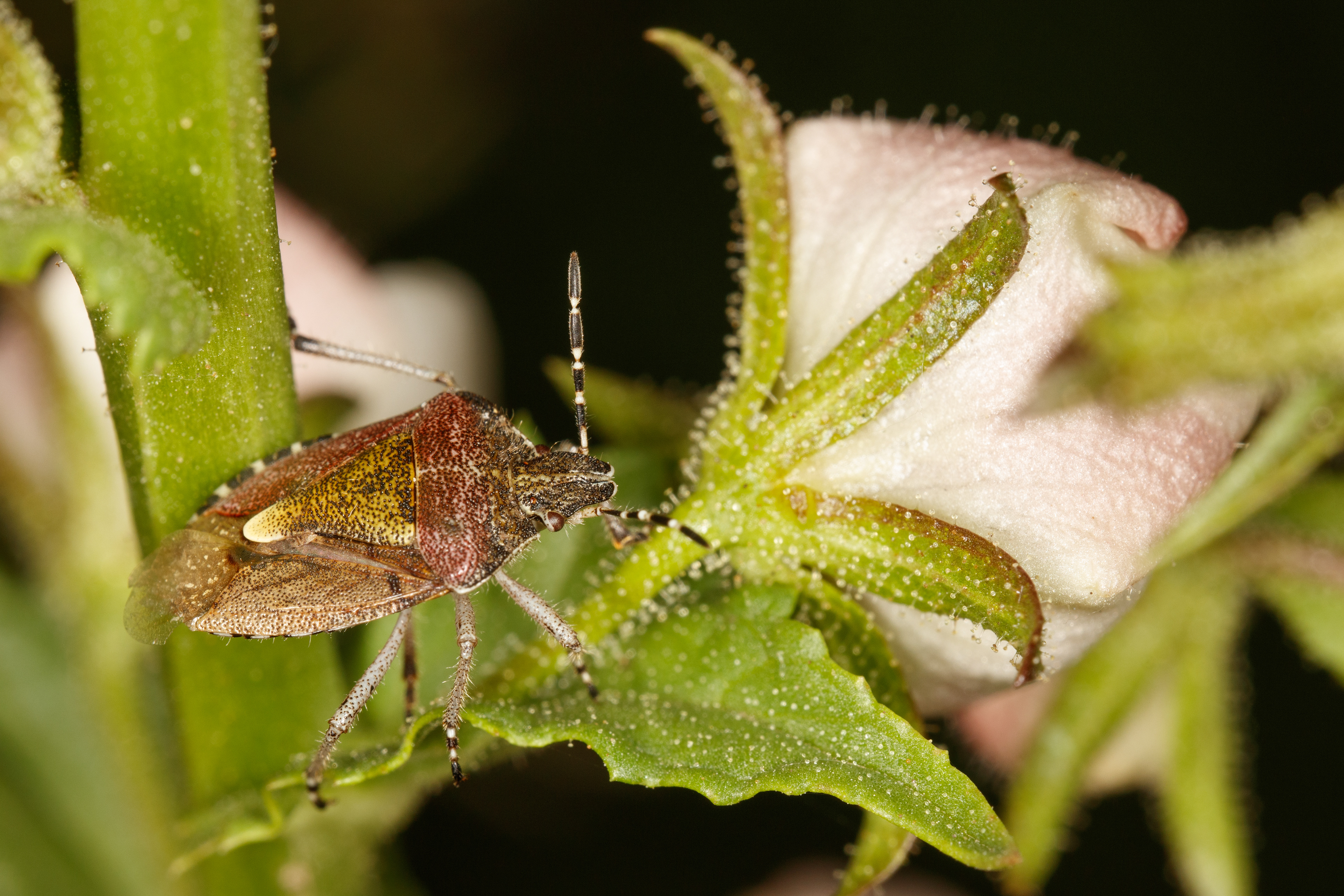 Hairy (or sloe) shield bug