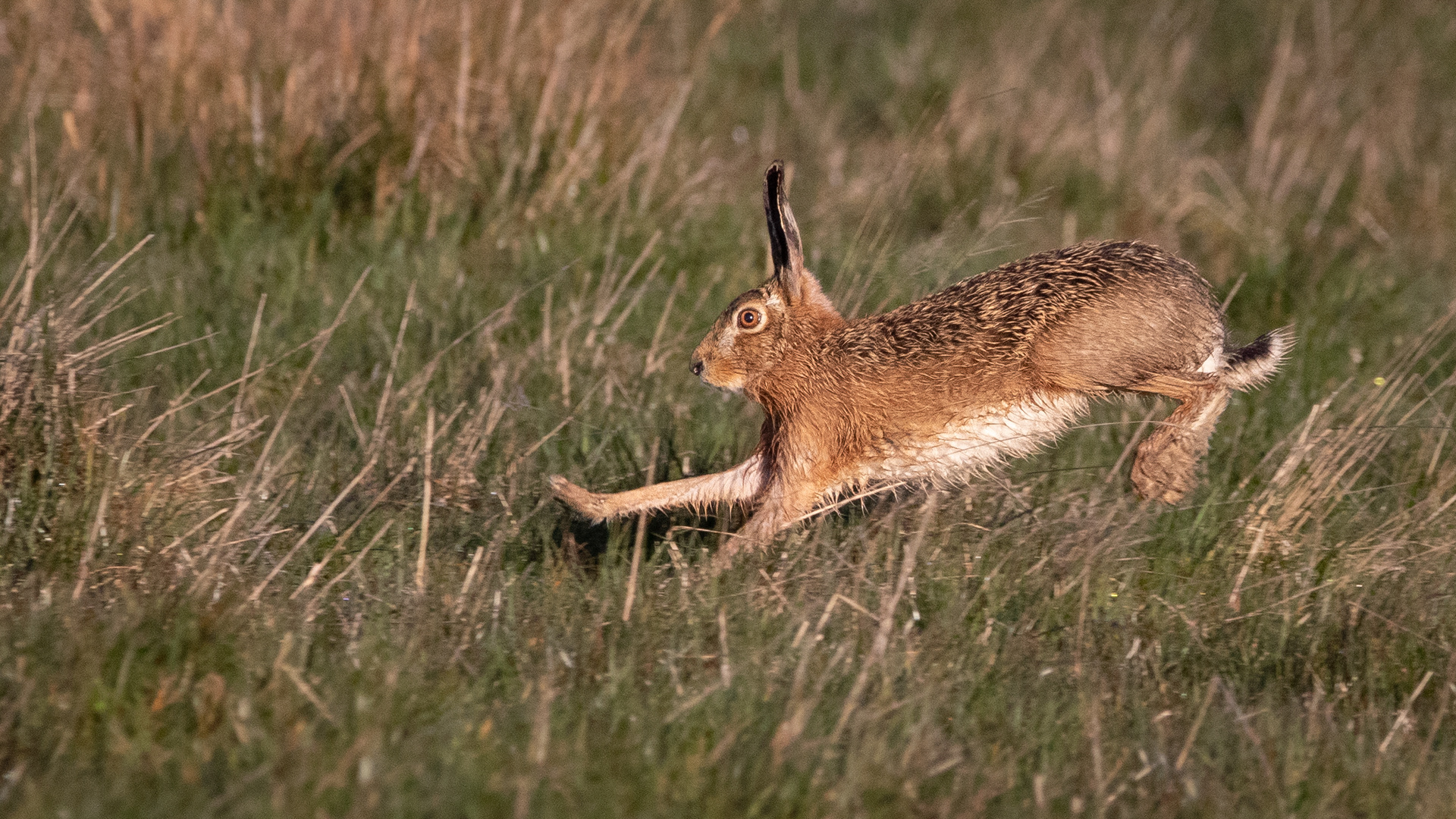 European Hare