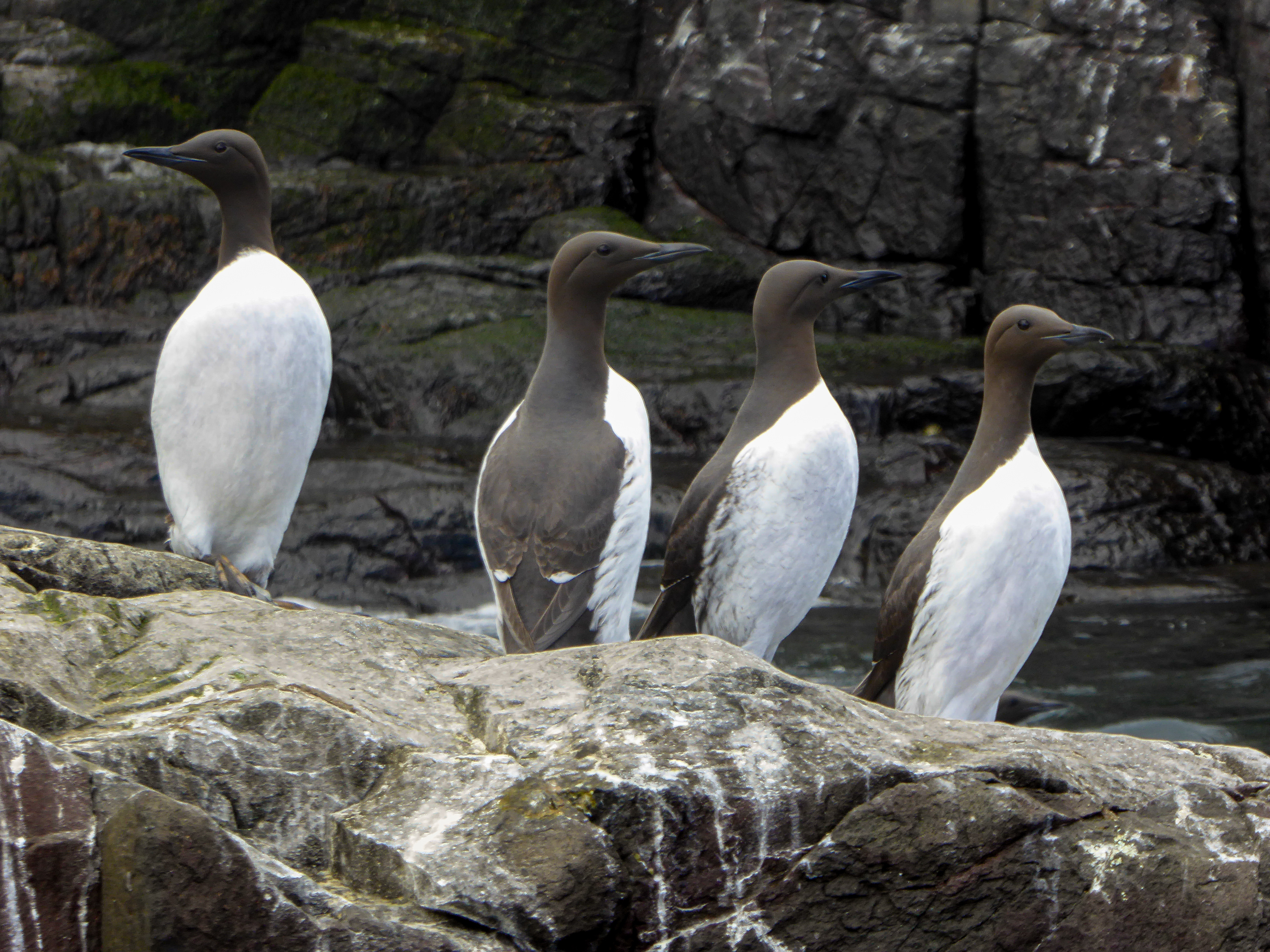 Guillemots