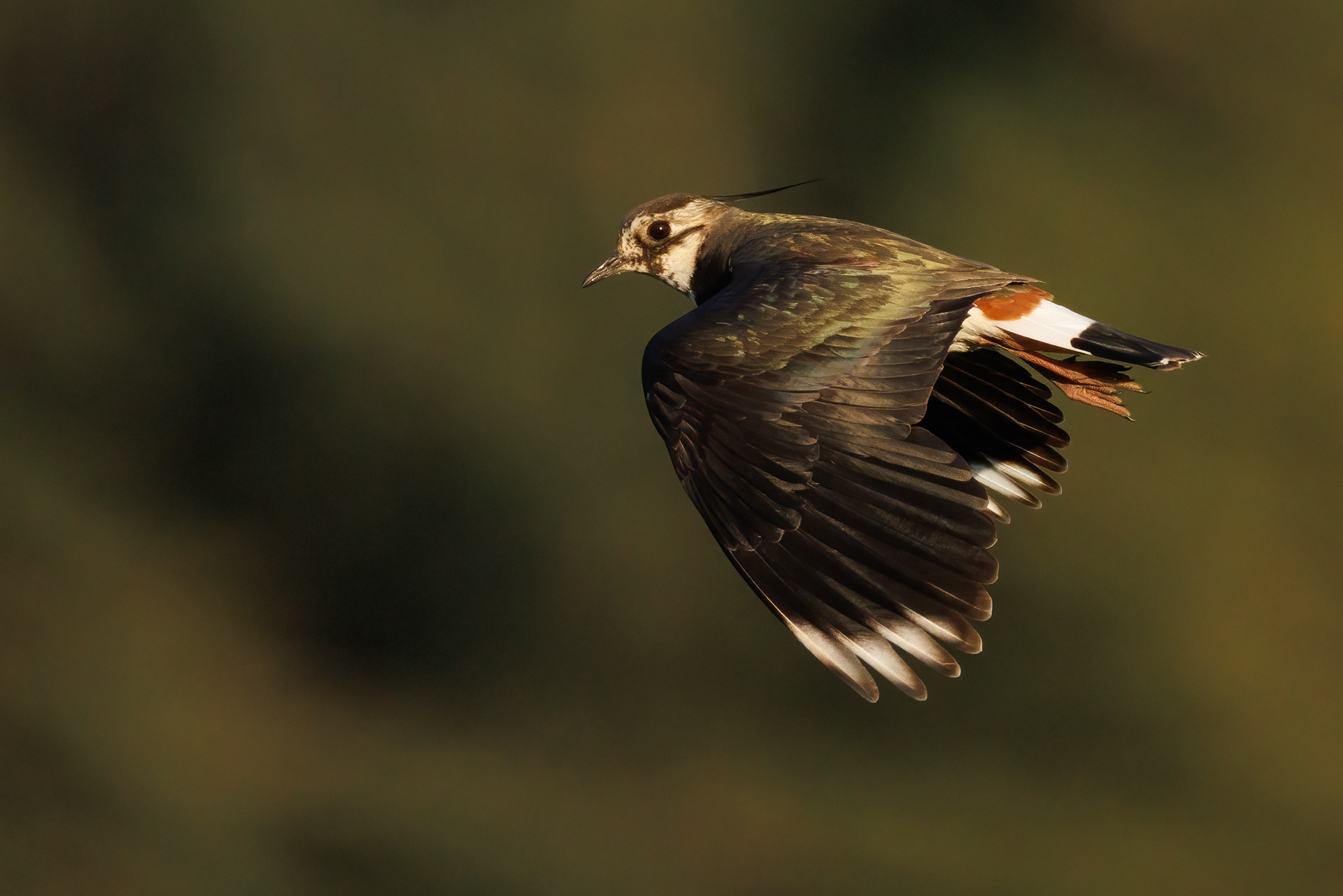 Lapwing