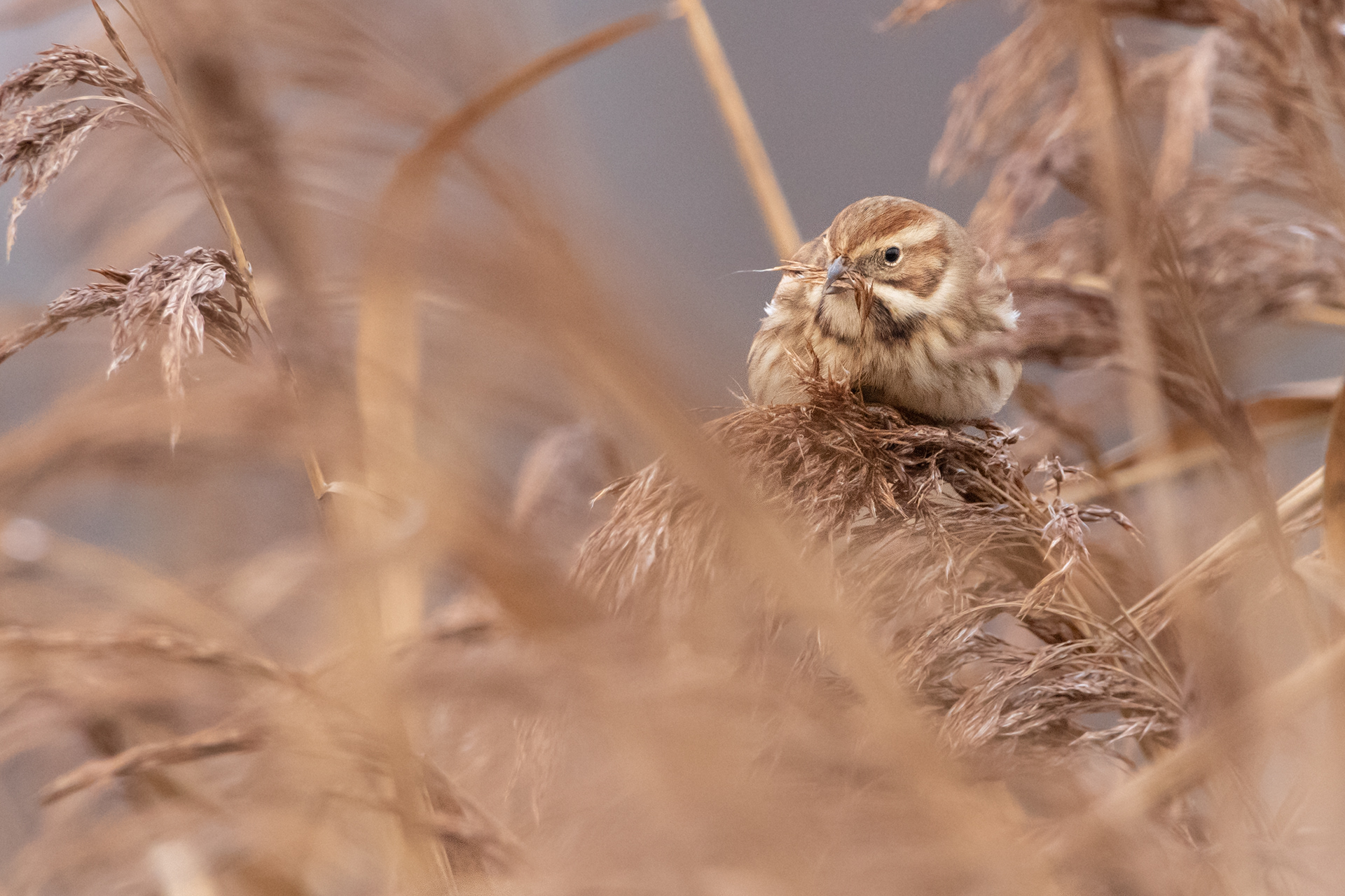 Reed Bunting (female)