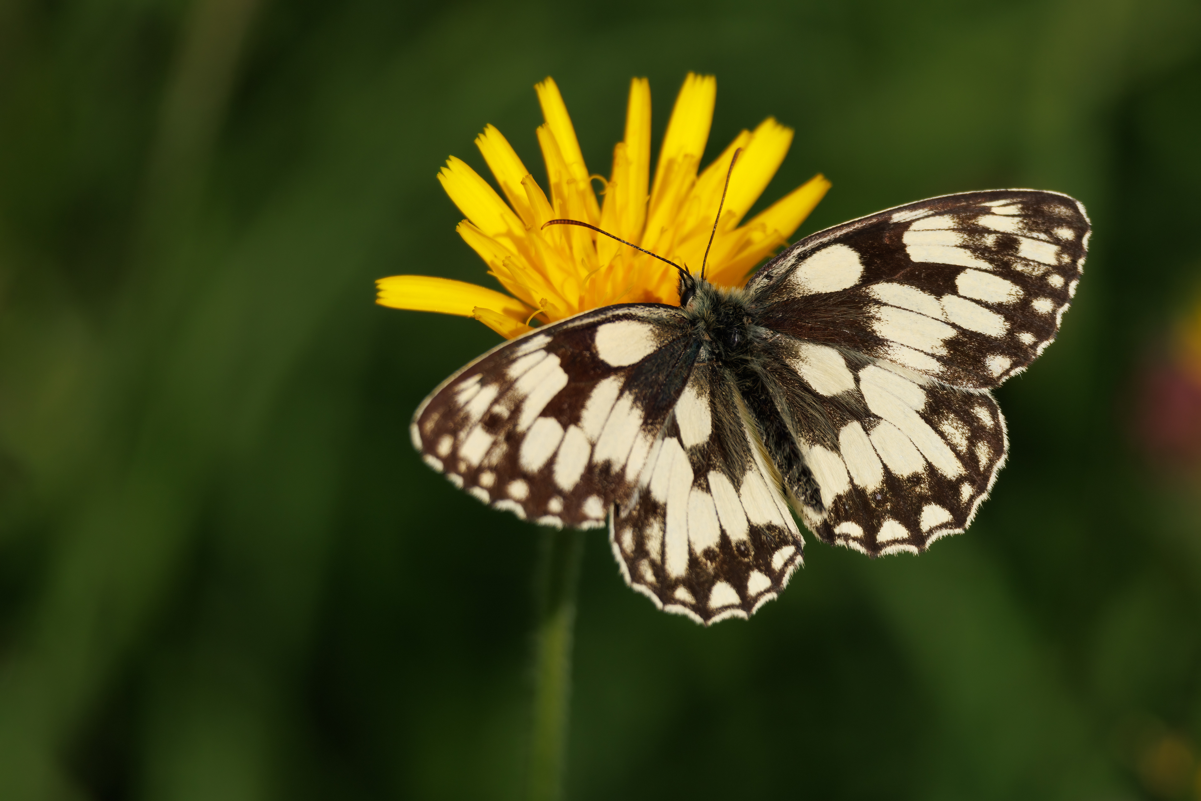 Marbled White Butterfly (male)