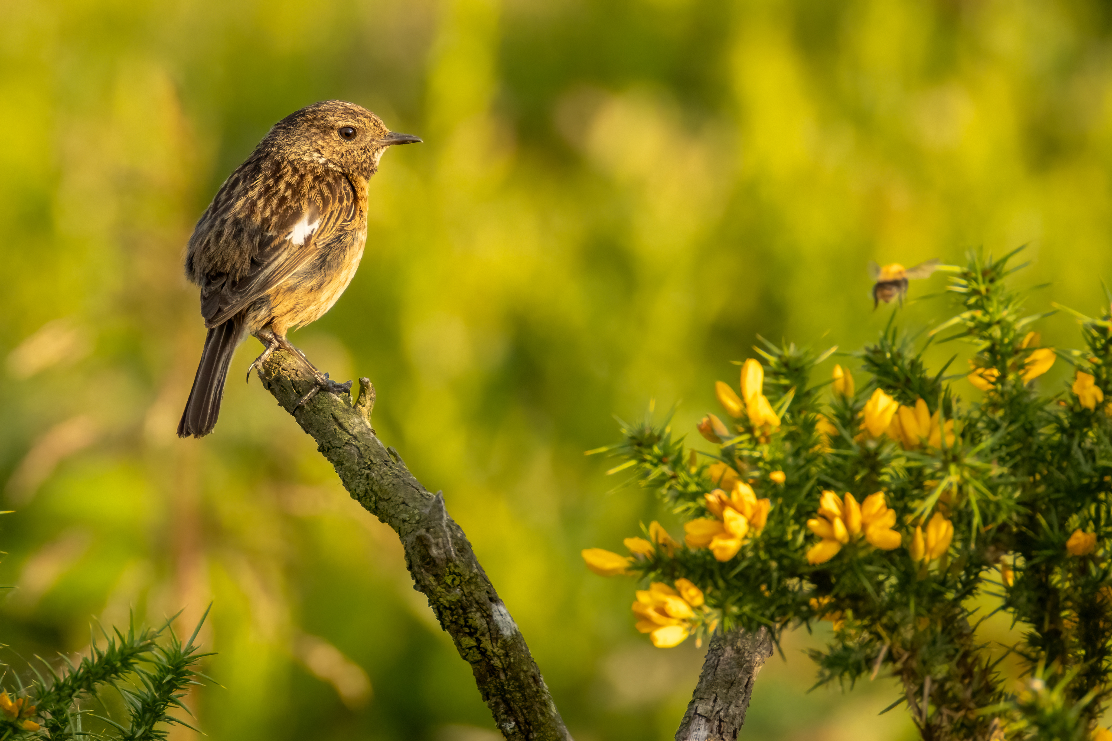 Stonechat (female)