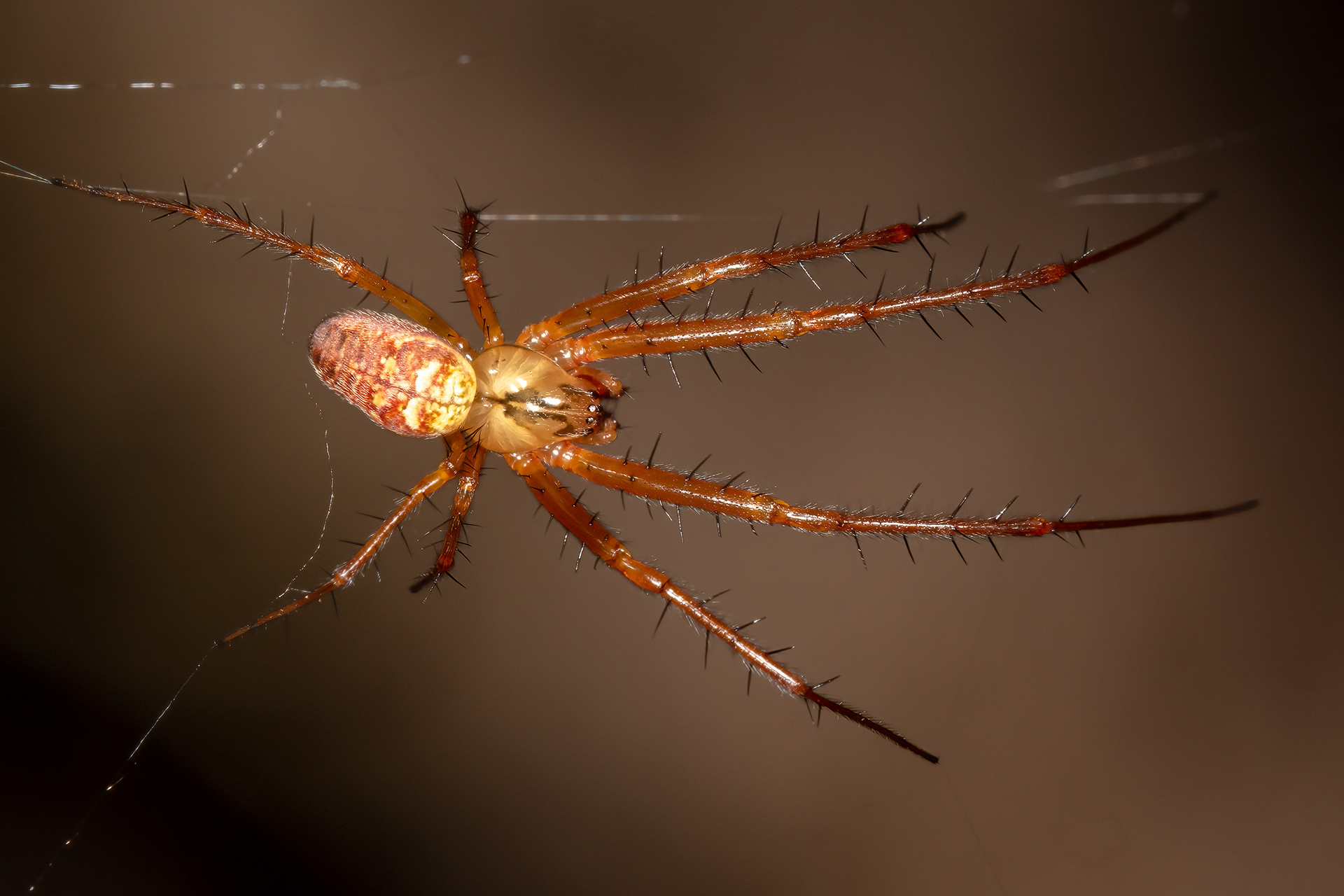 Metellina Mengei Spider