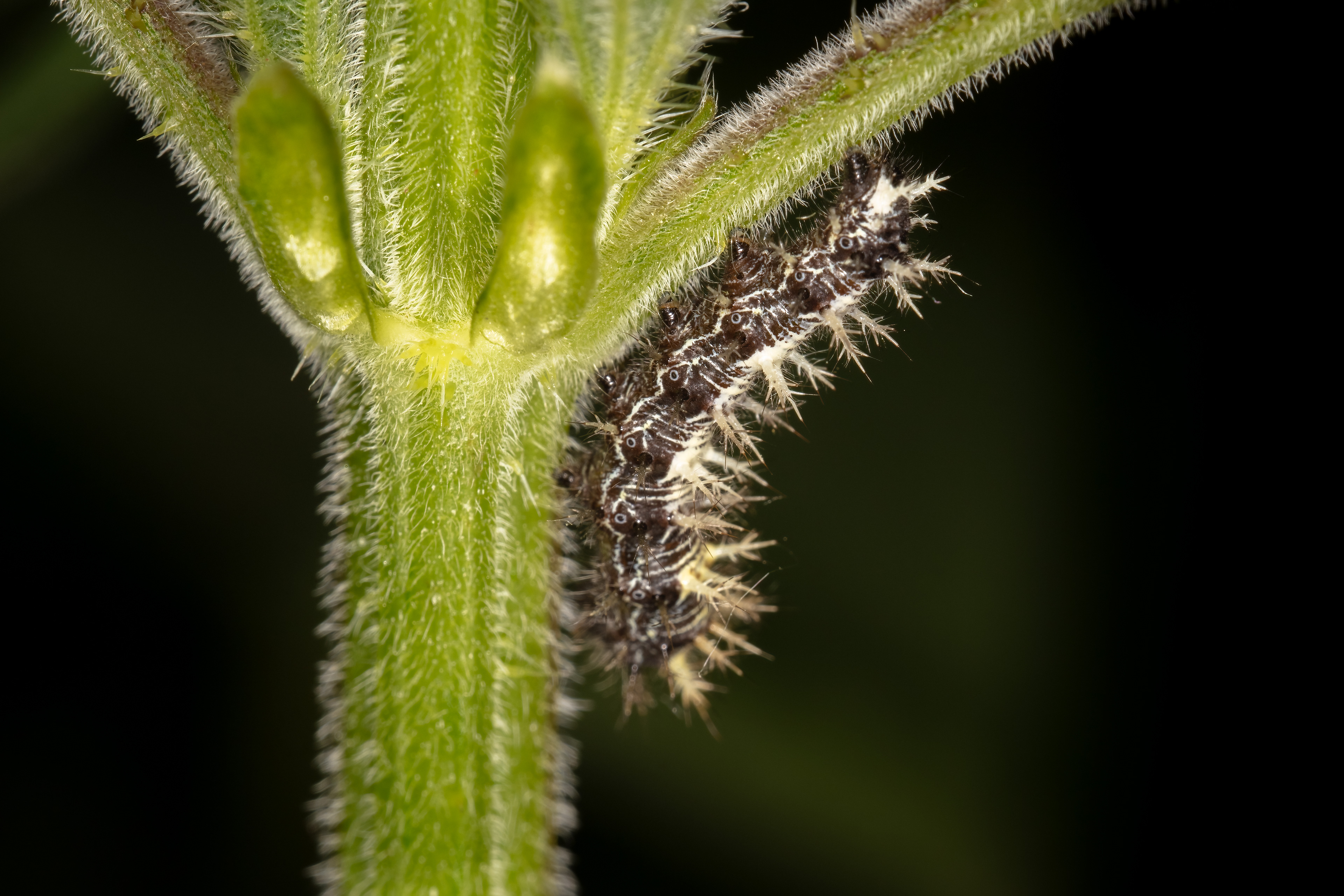 Comma Butterfly Caterpillar