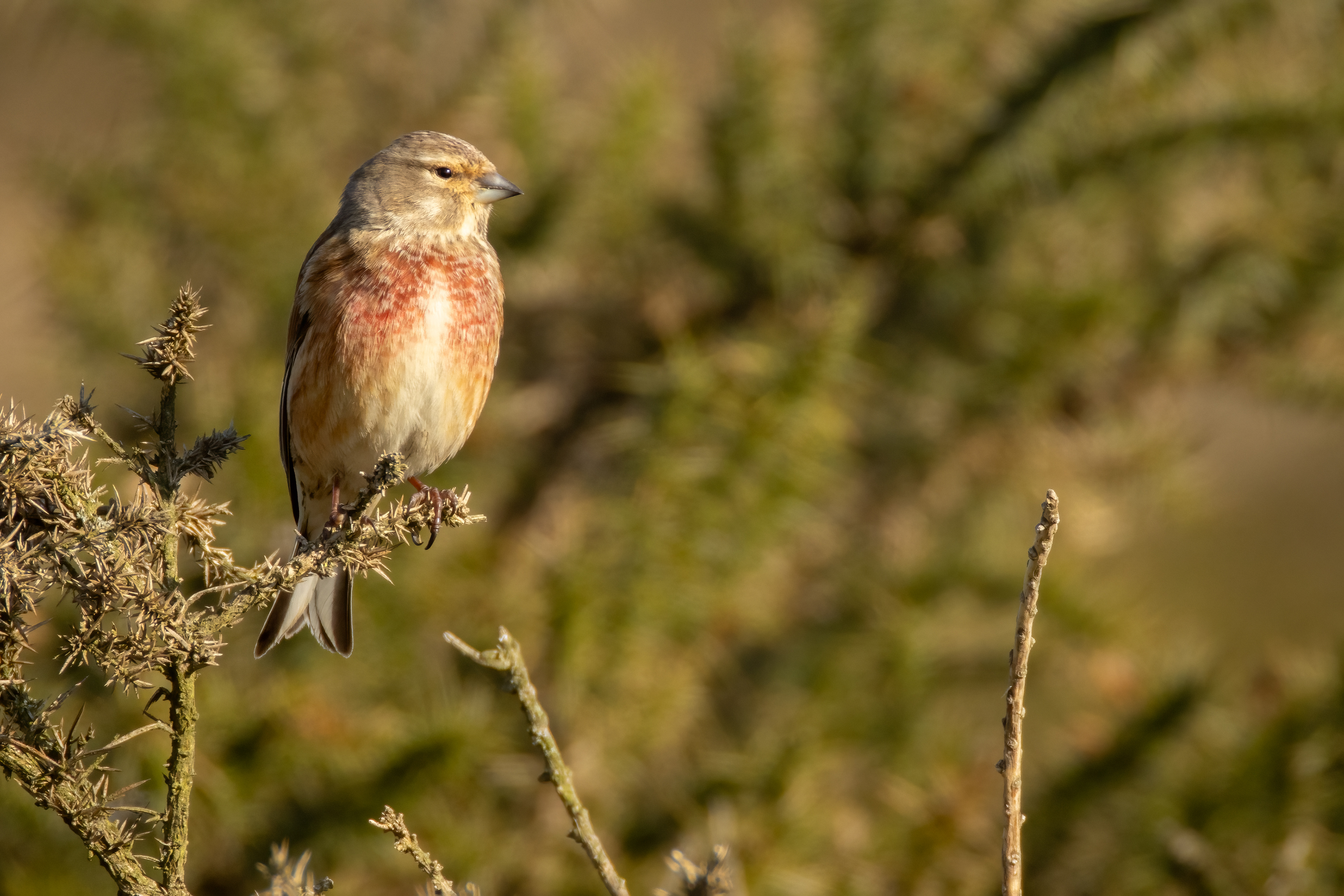 Linnet (male)