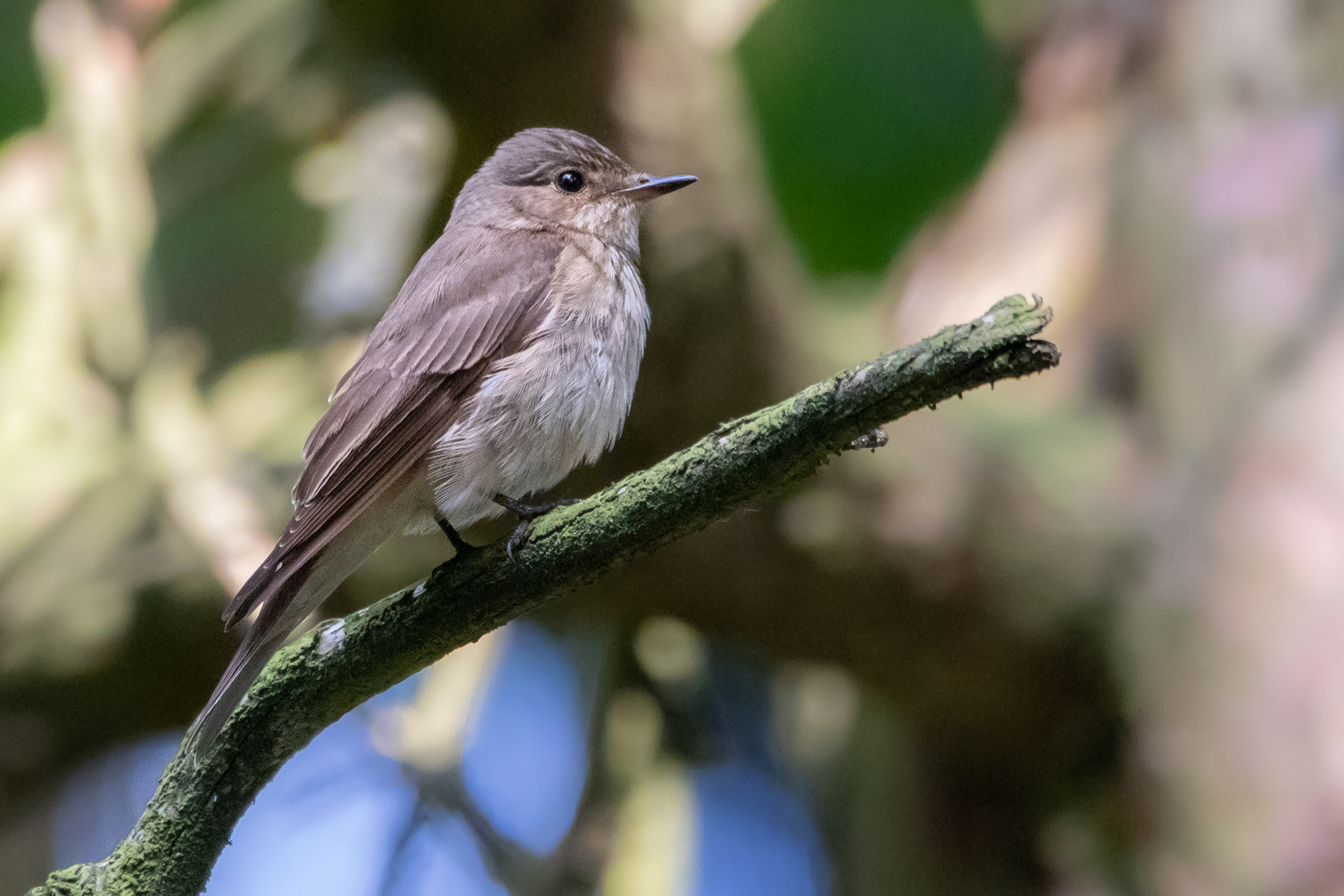 Spotted Flycatcher