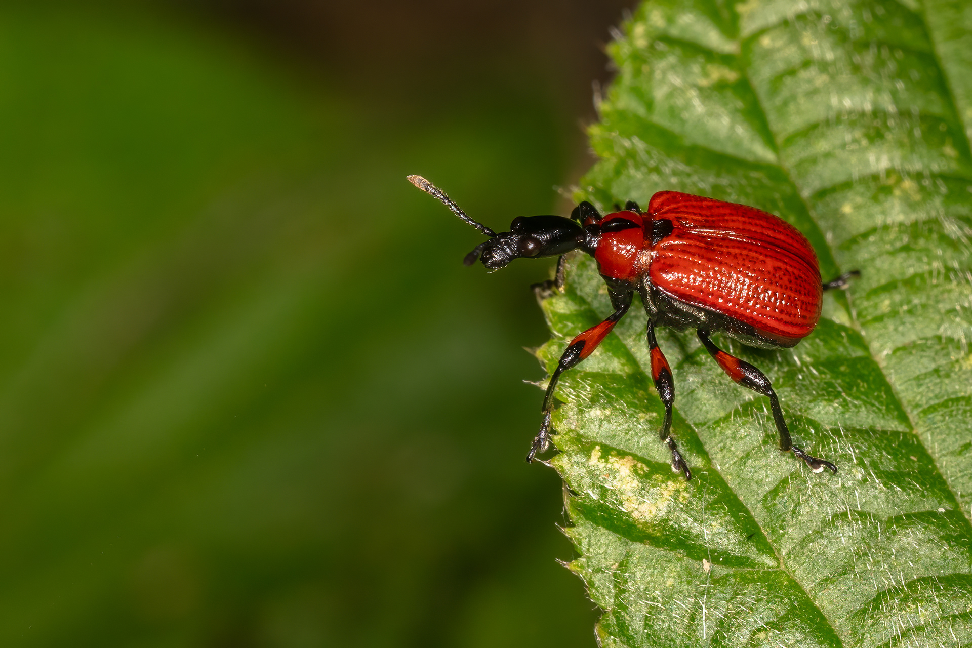 Hazel Leaf-roller Weevil