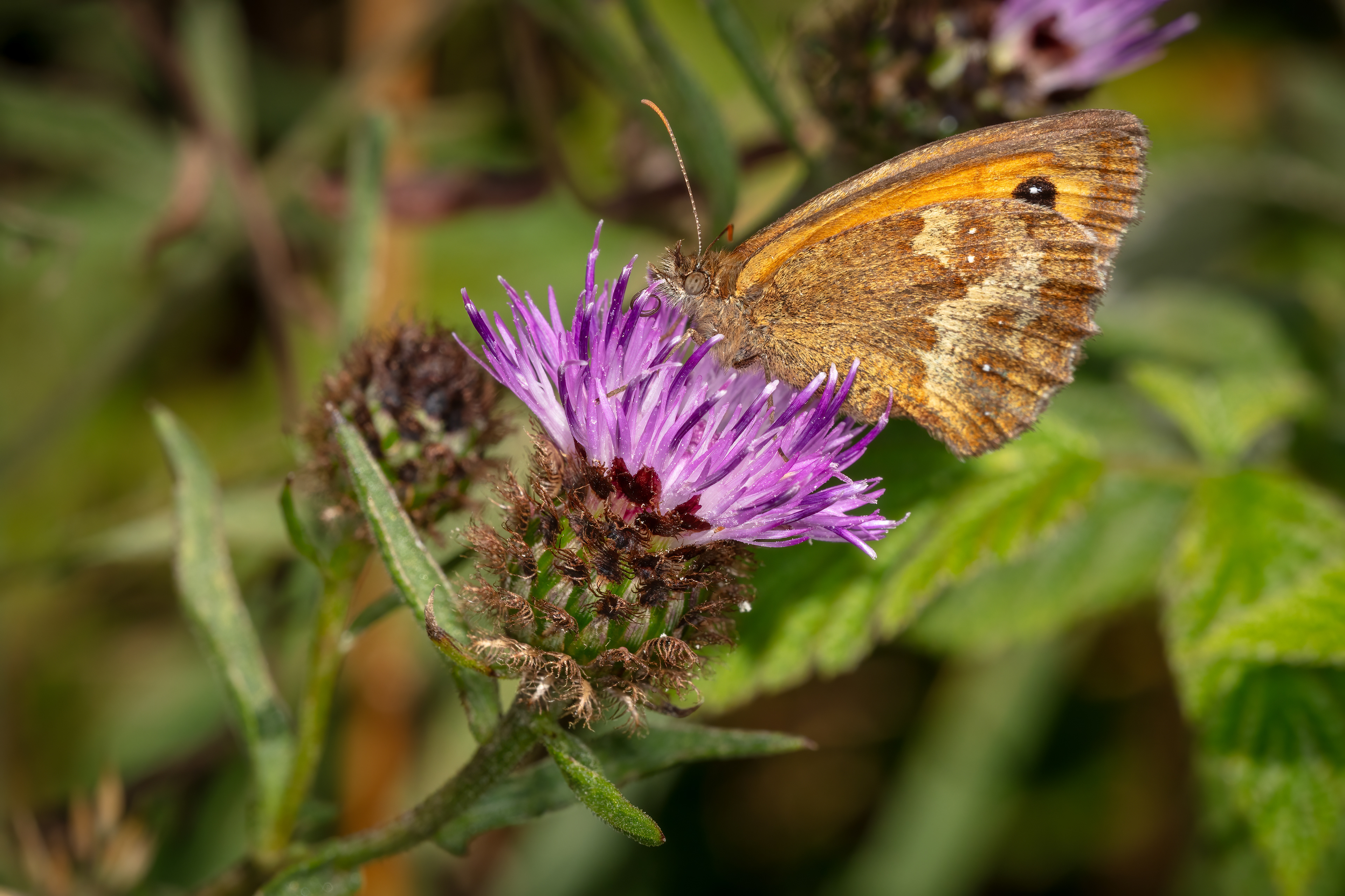Gatekeeper Butterfly