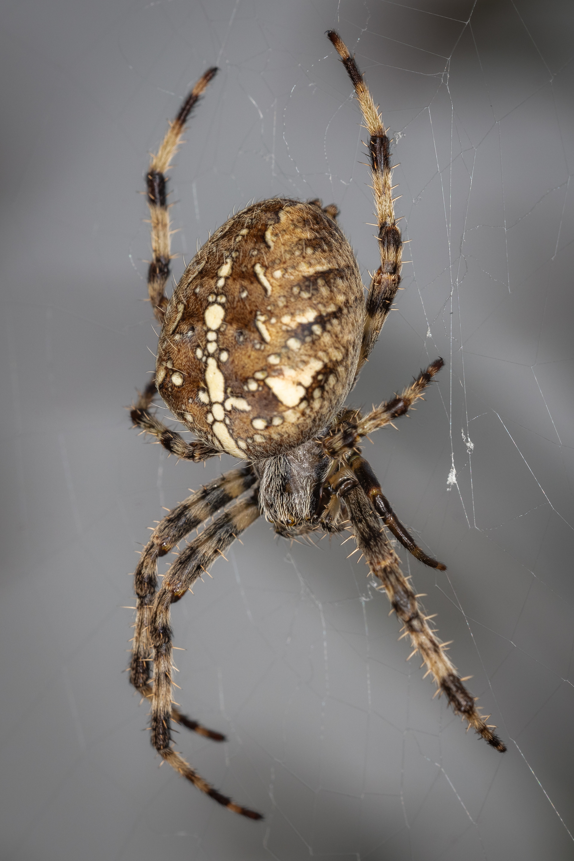 European garden spider