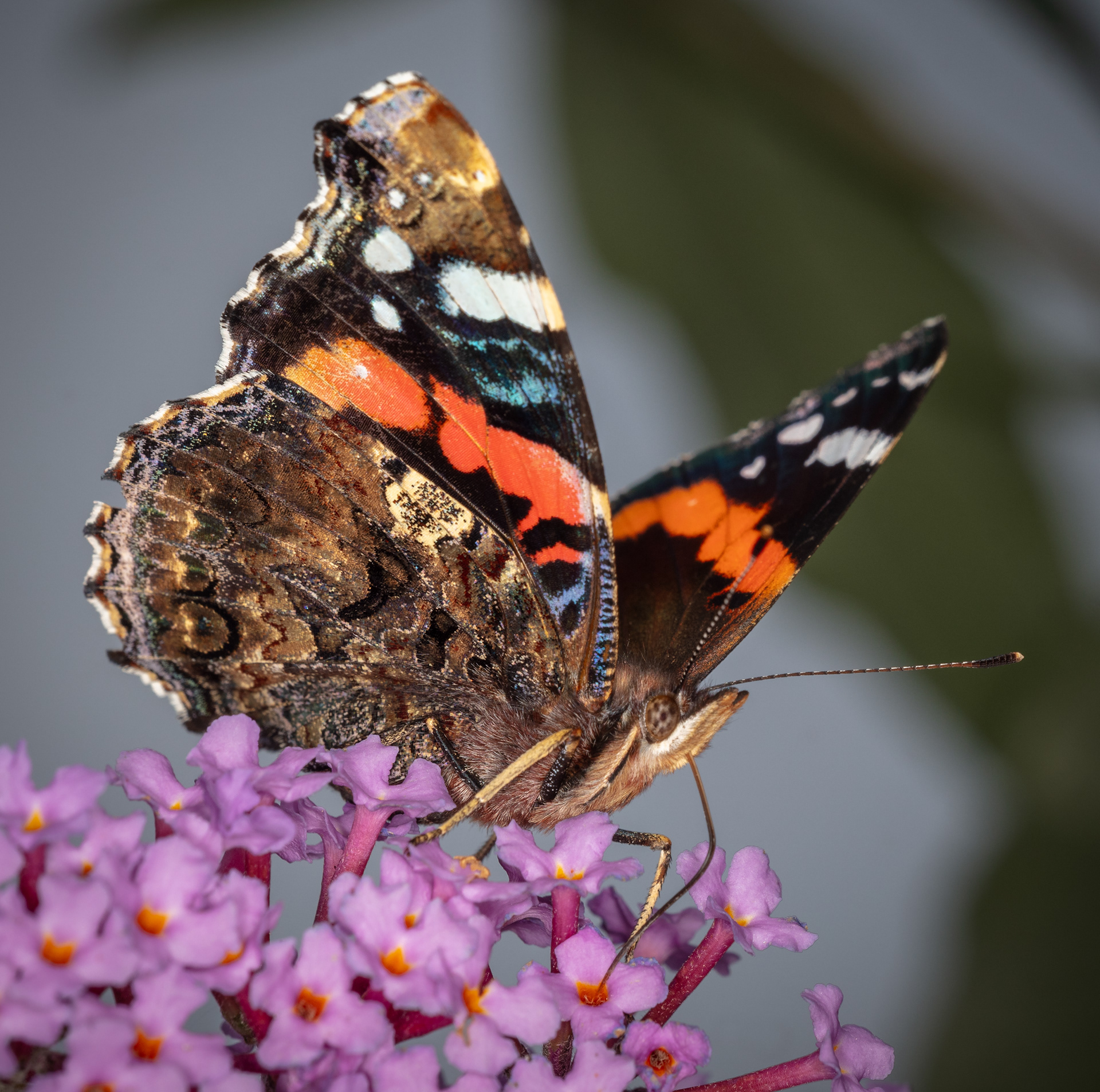 Red Admiral Butterfly