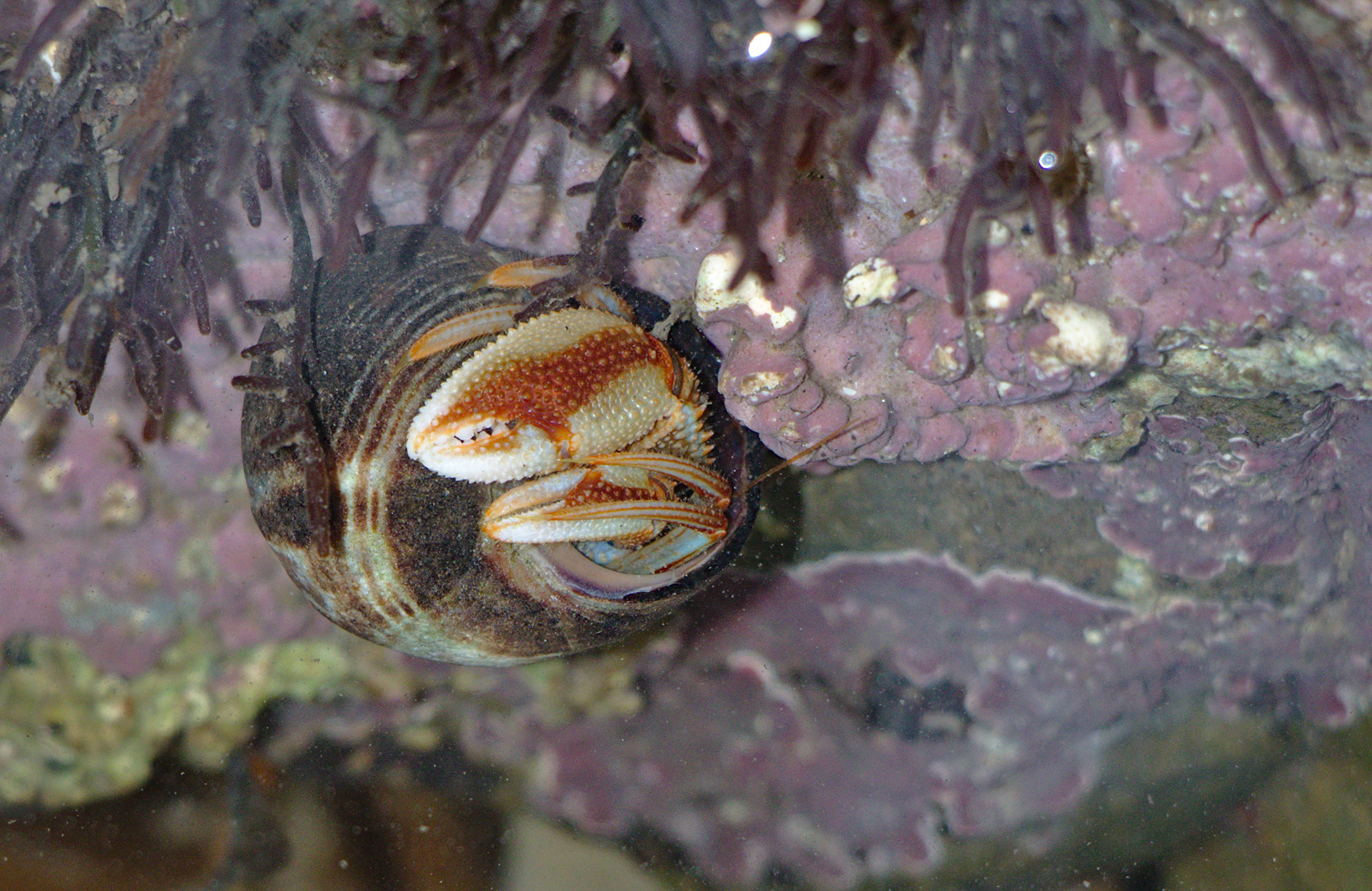 Hermit Crab