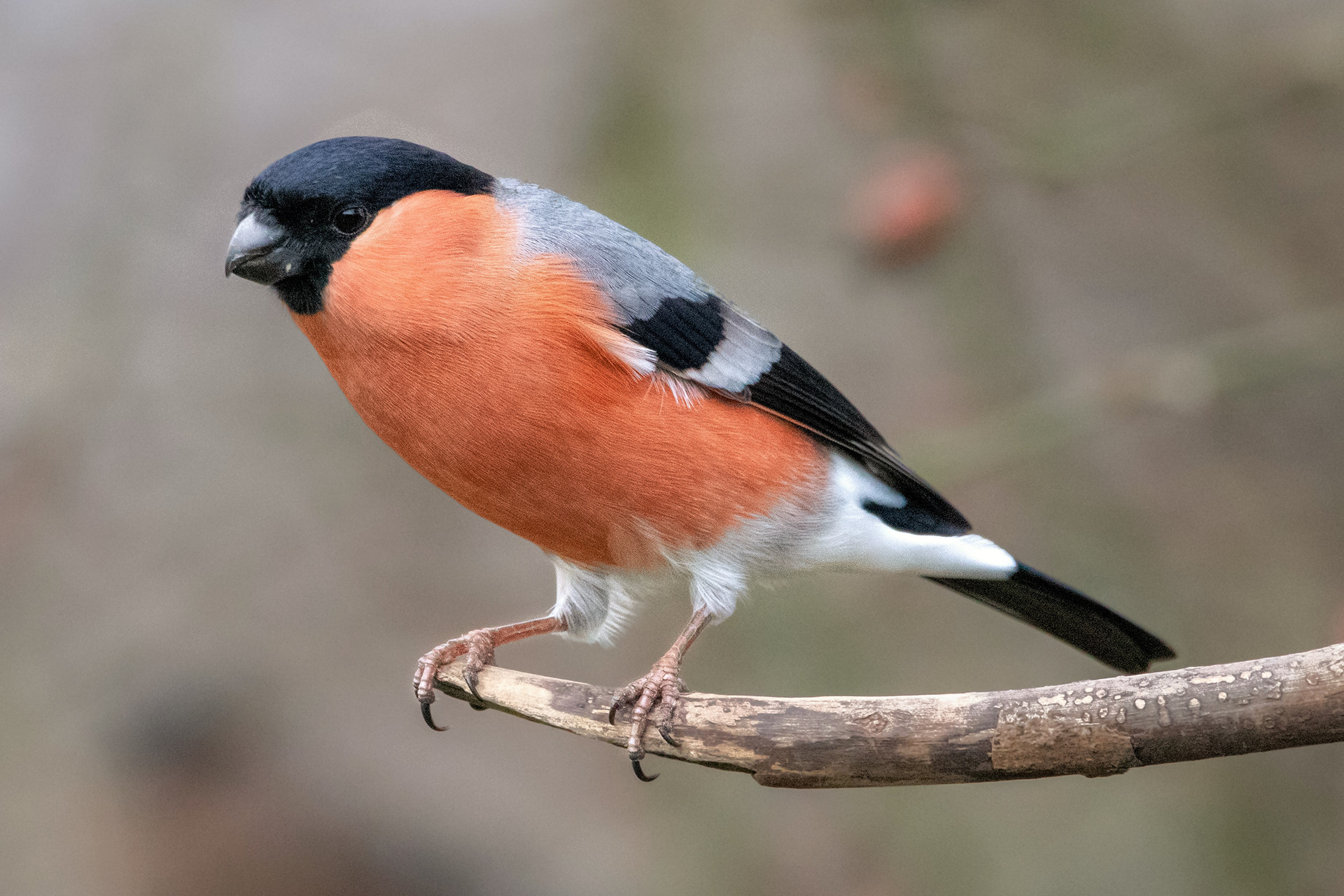 Bullfinch (male)