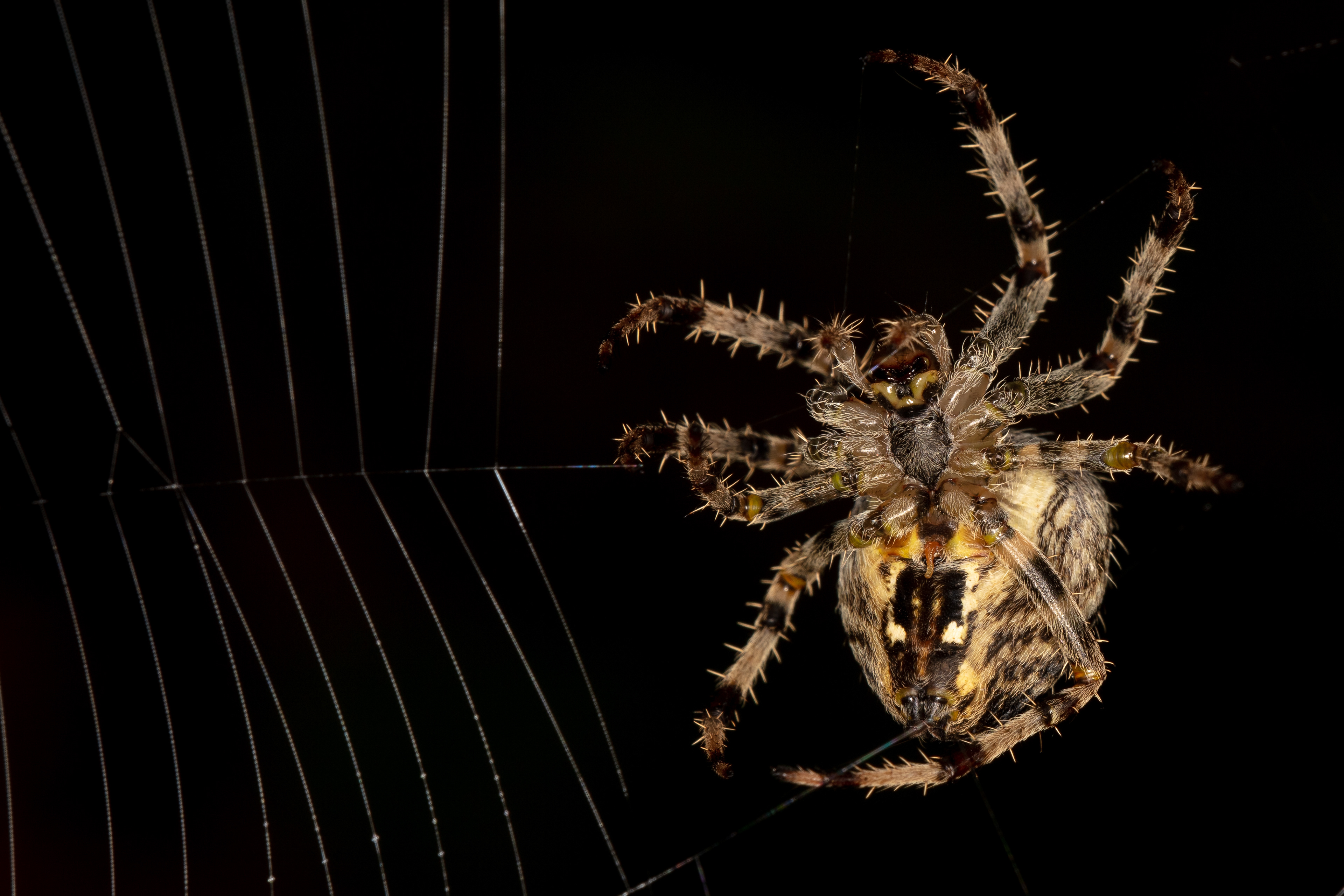European Garden Spider