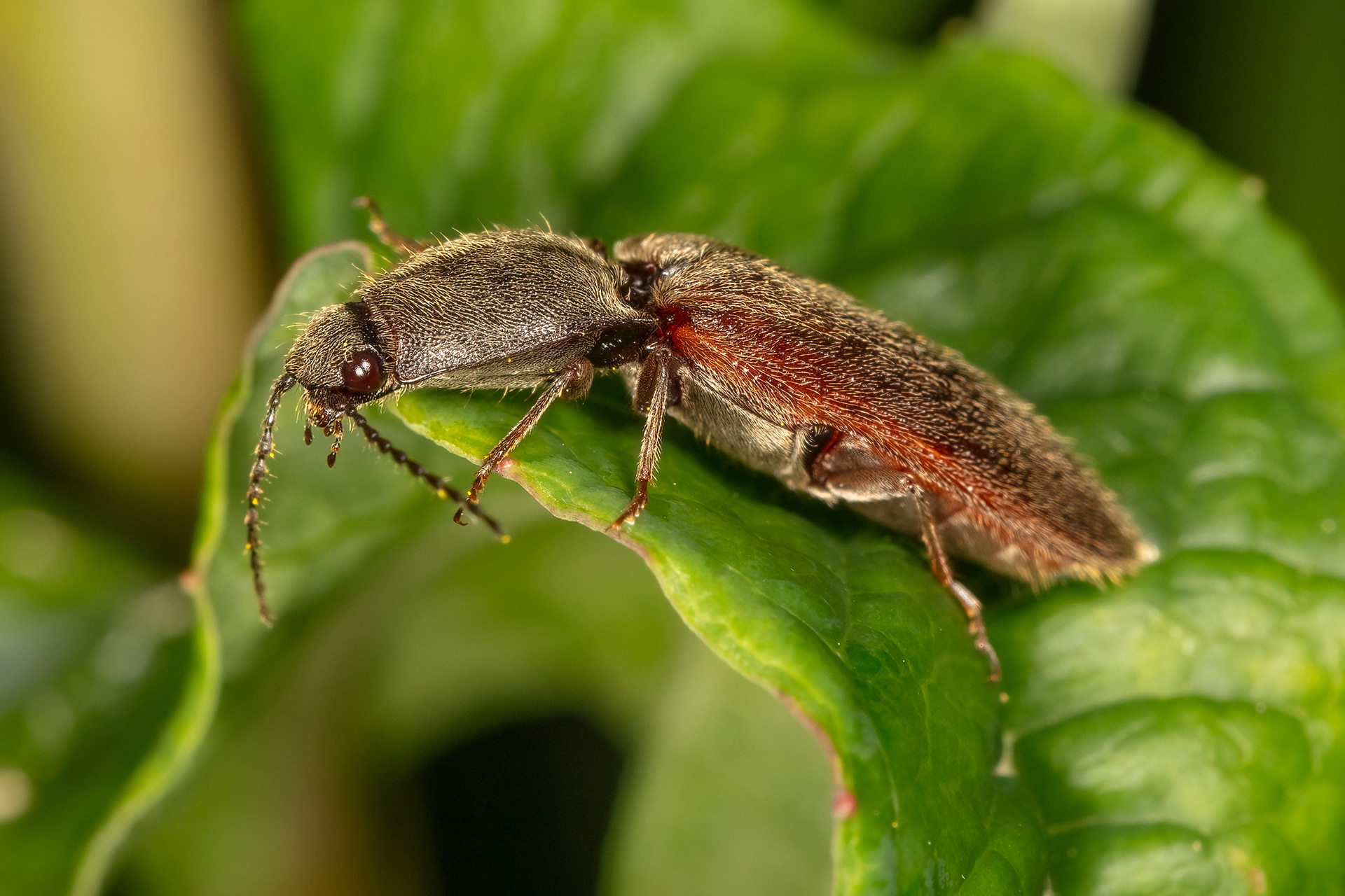Click Beetle