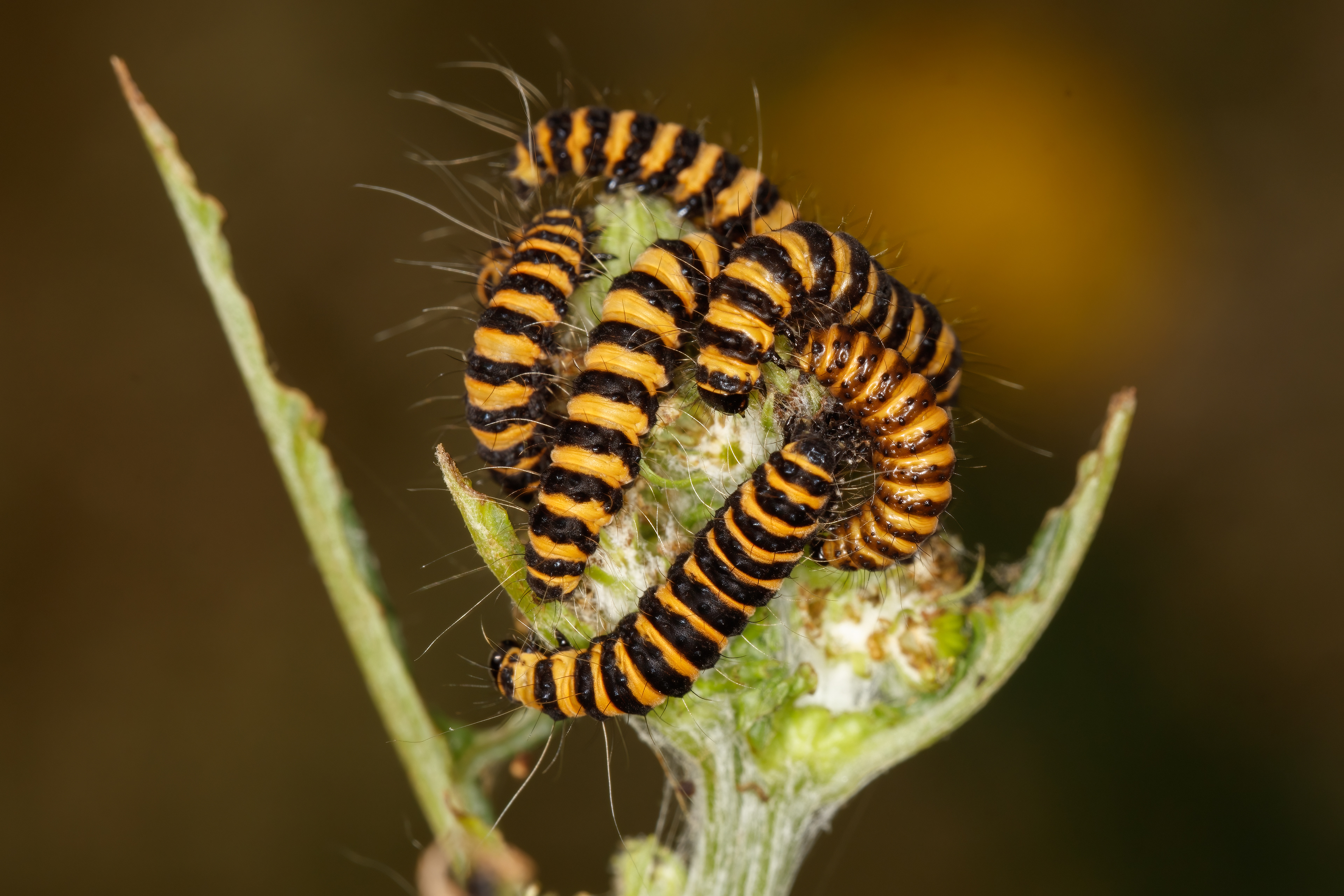 Cinnabar Moth Caterpillars