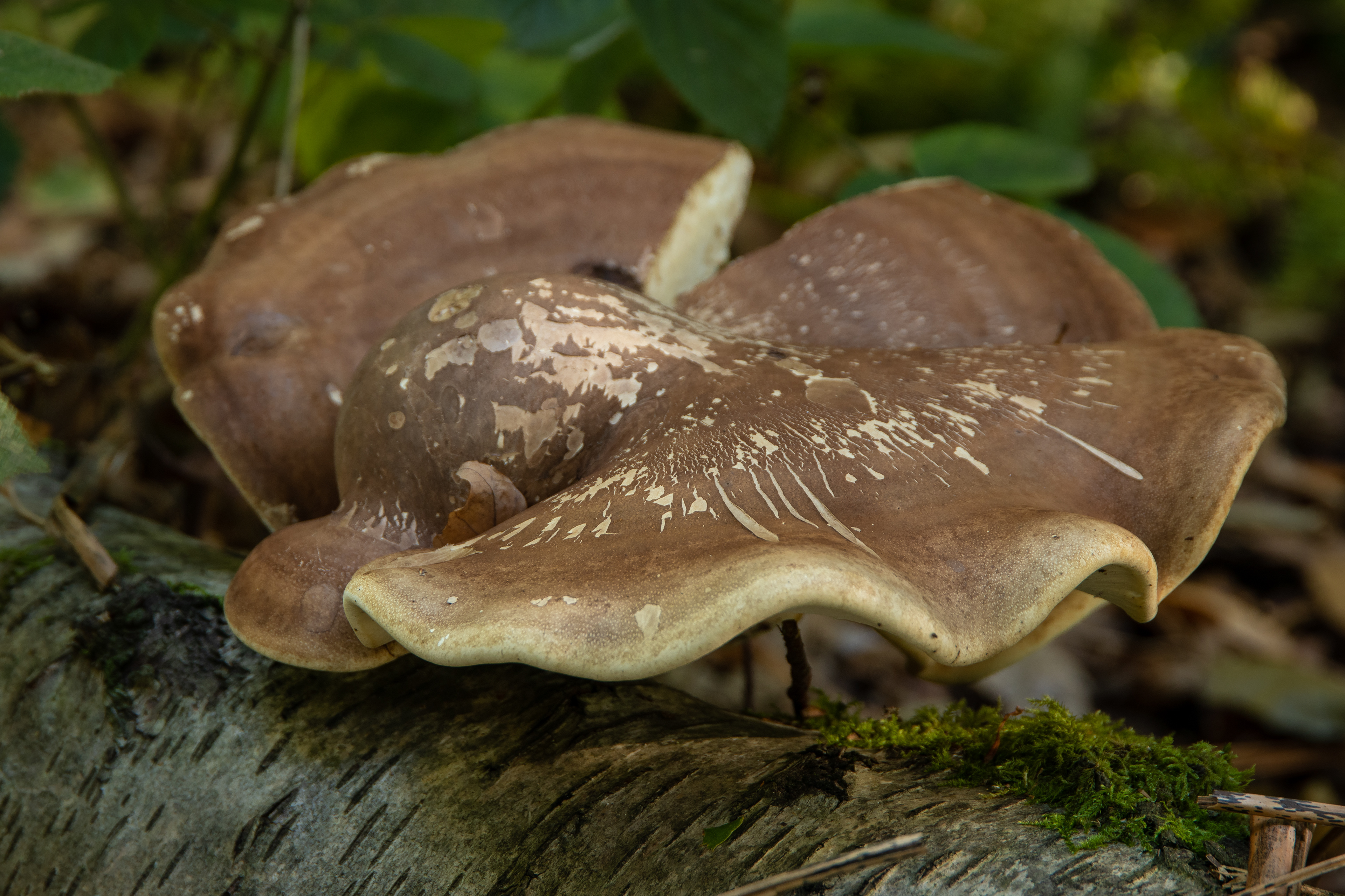 Birch Polypore
