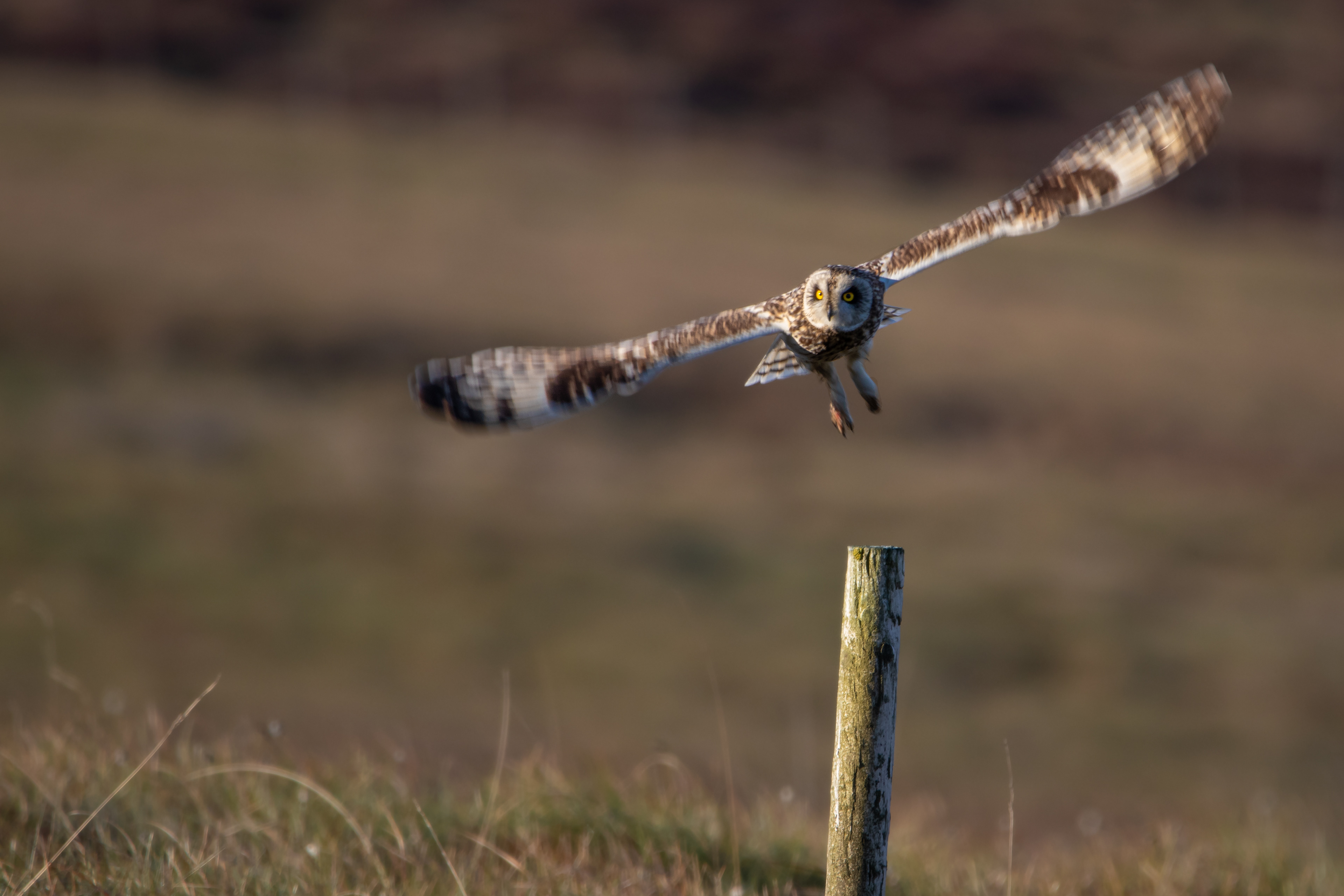 Short-eared Owl