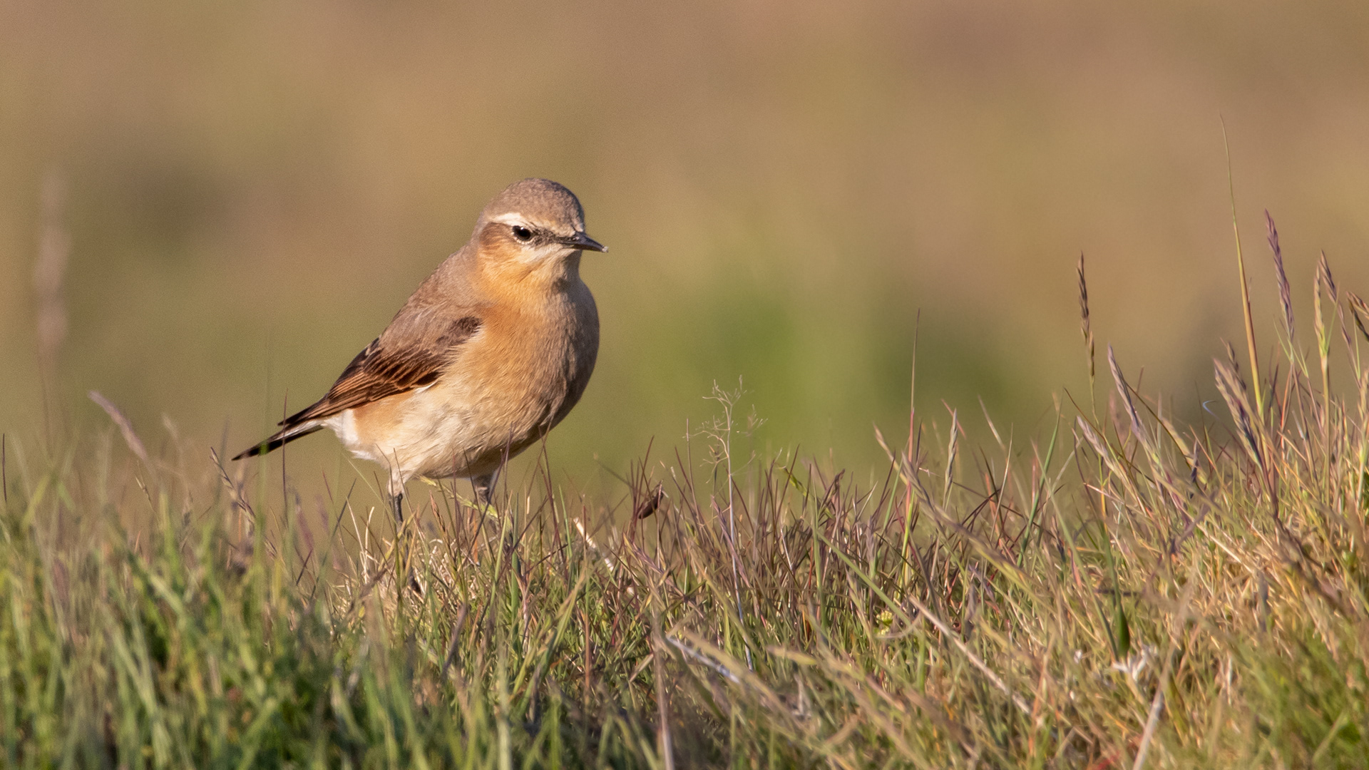 Wheatear