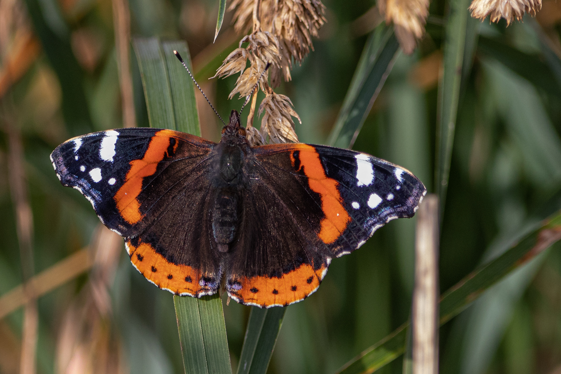 Red Admiral Butterfly