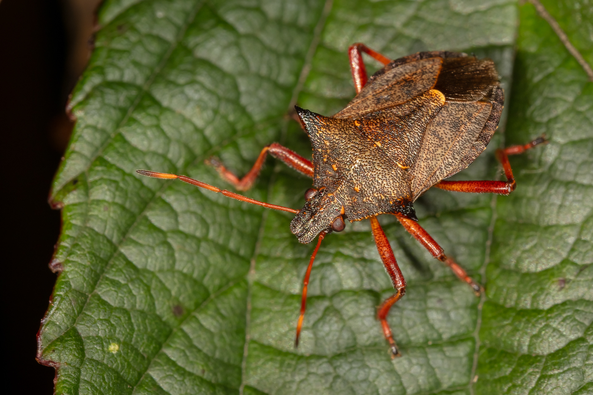 Spiked Shieldbug