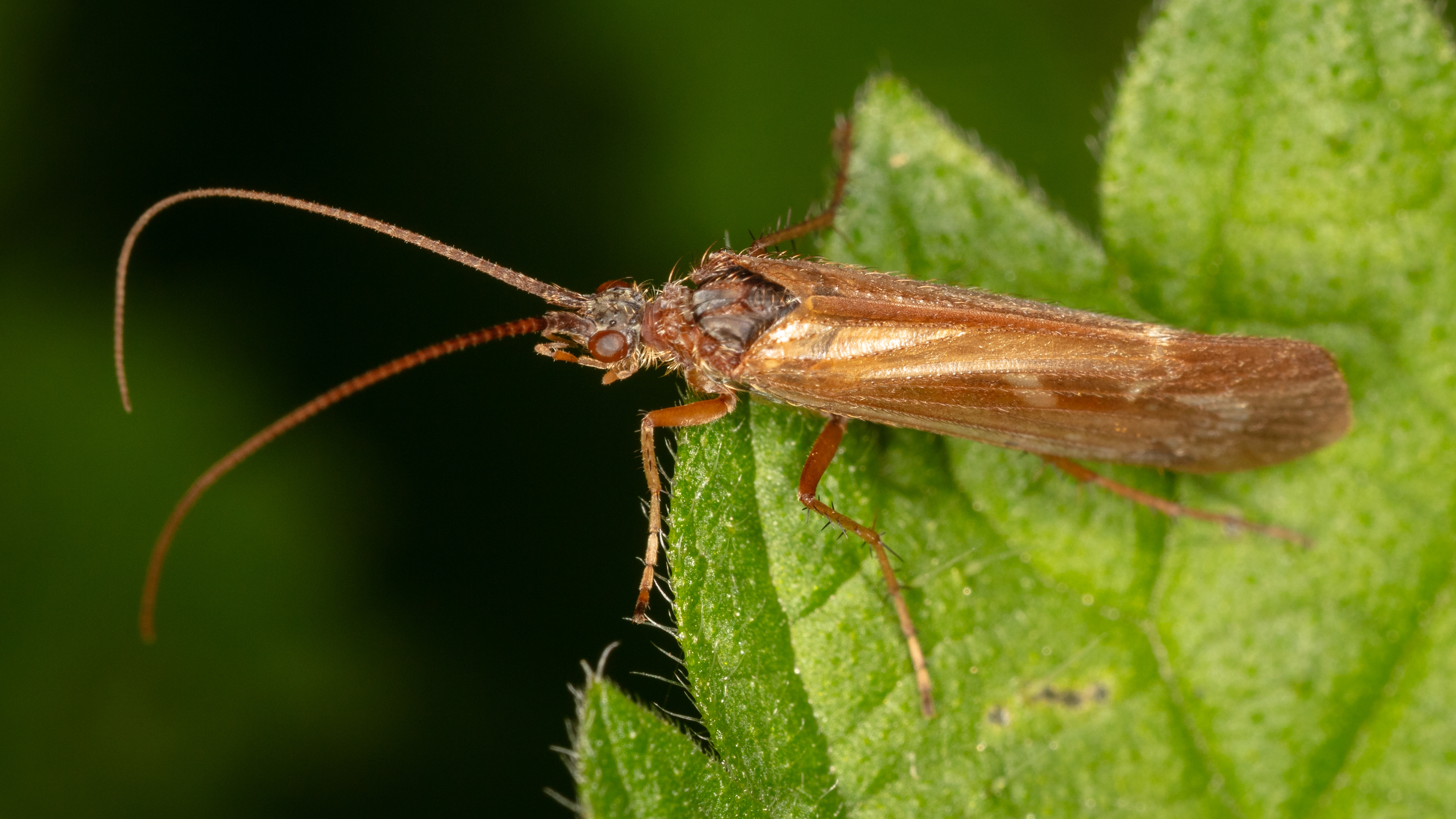 Caddisfly