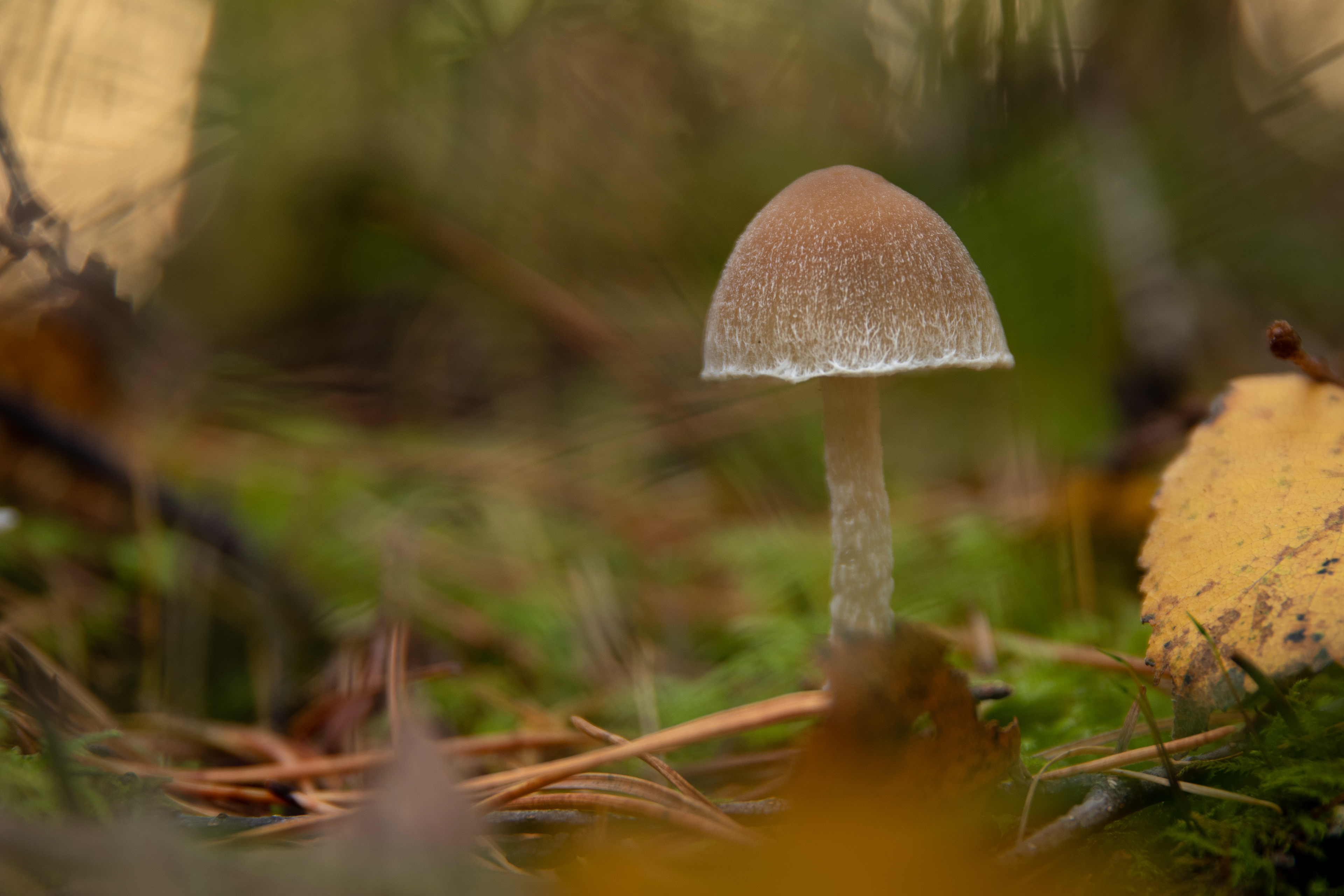 Brittlestem