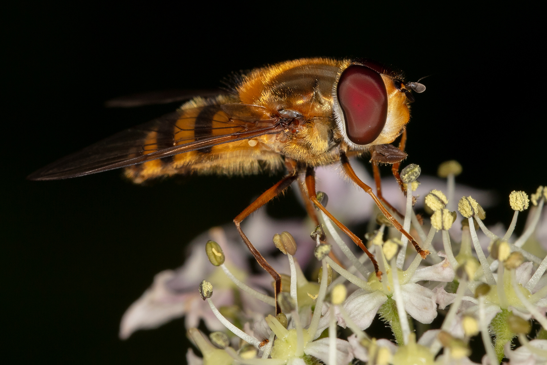 Hoverfly