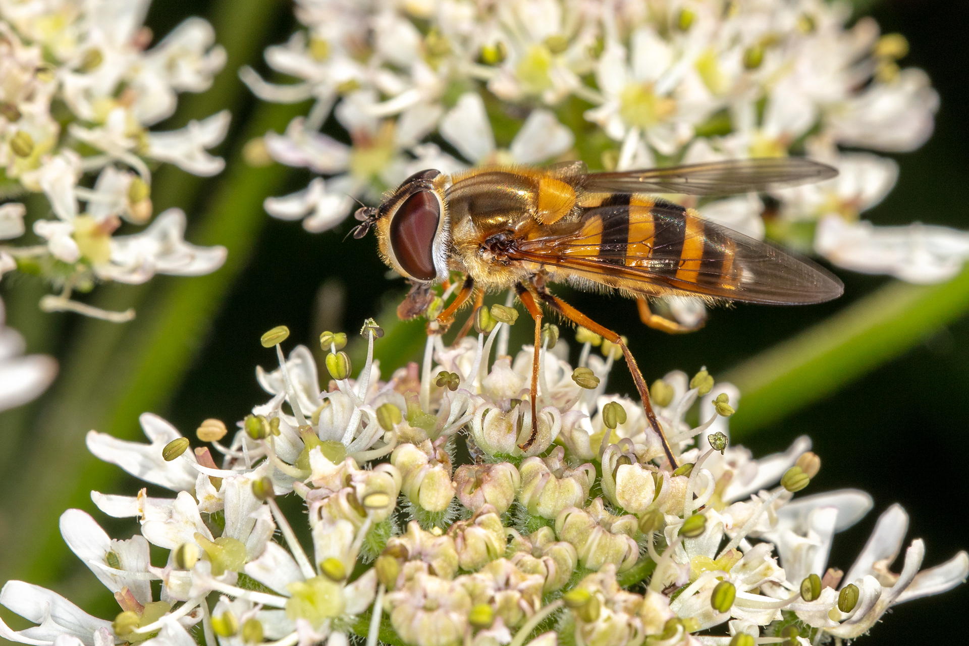 Hoverfly