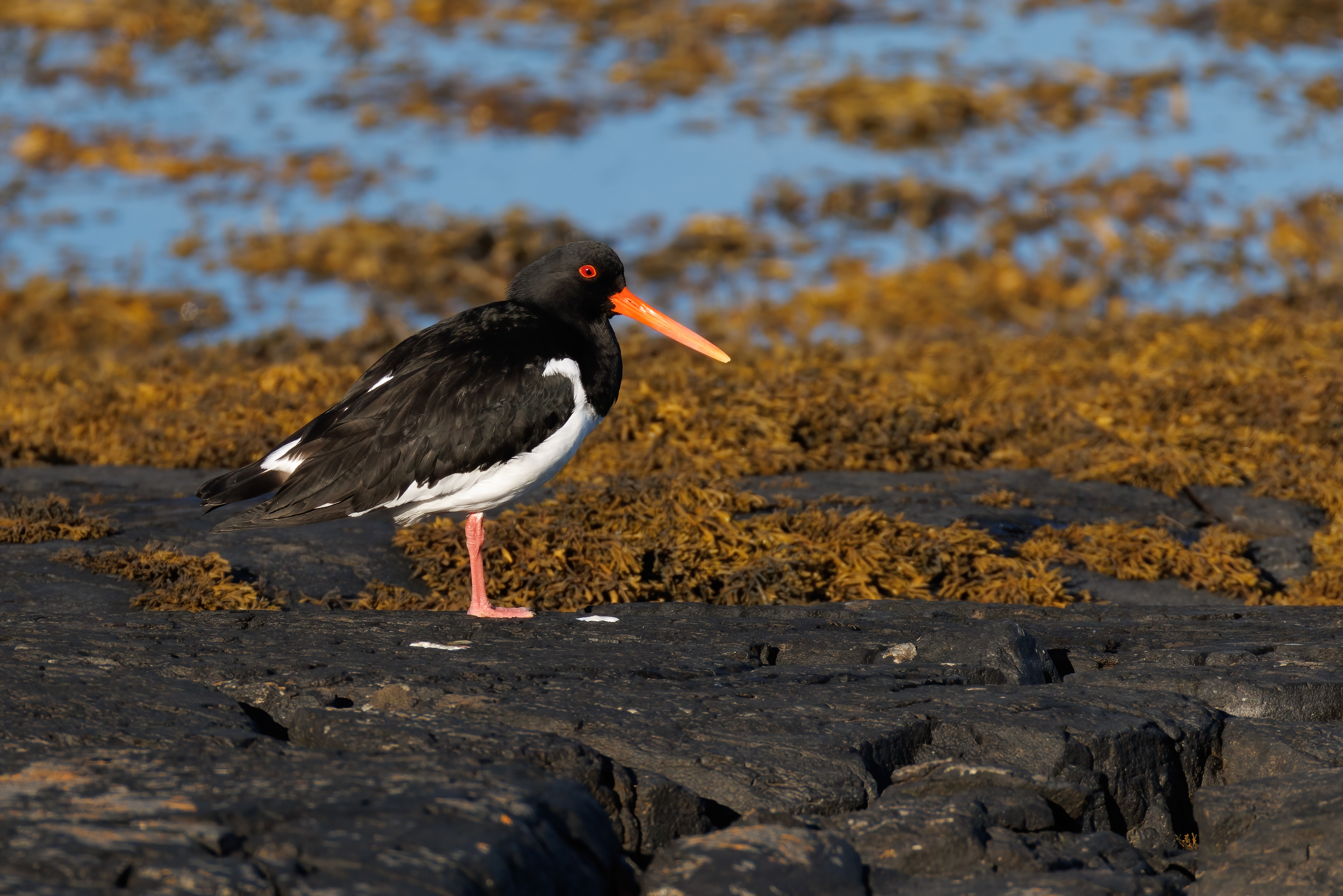 Oystercatcher