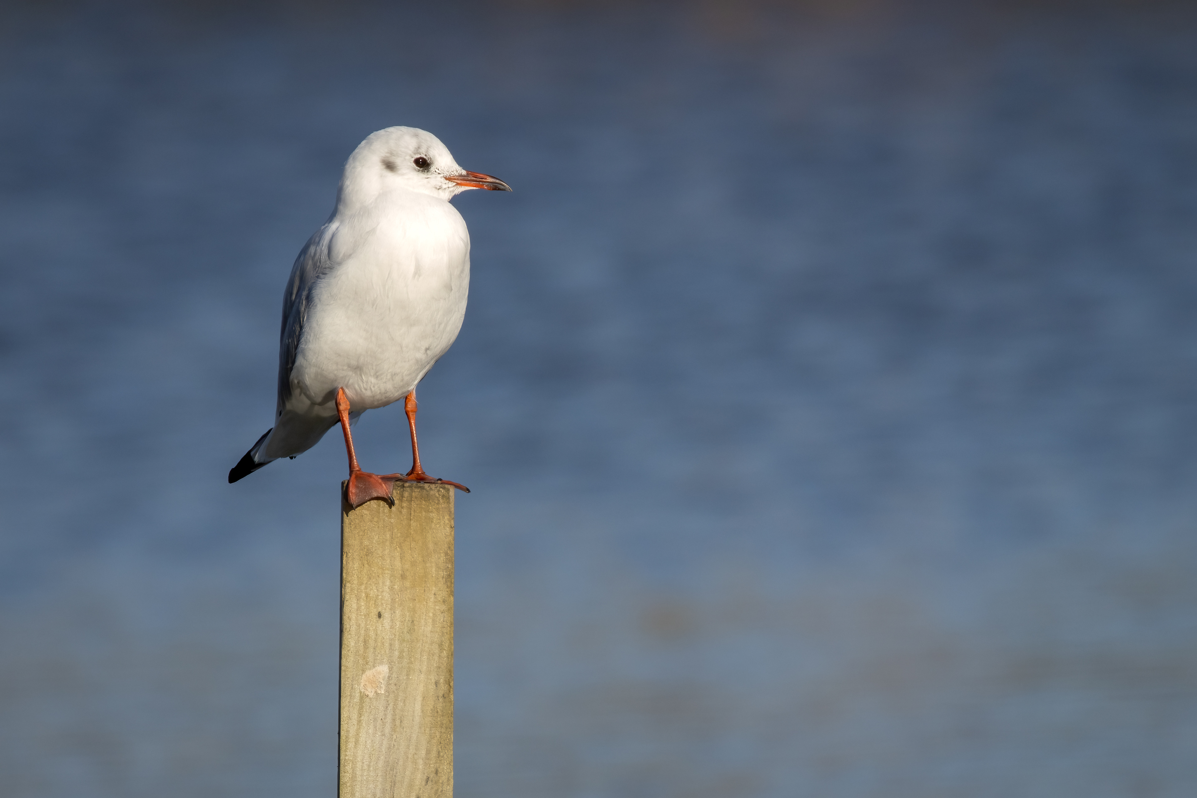 Black Headed Gull