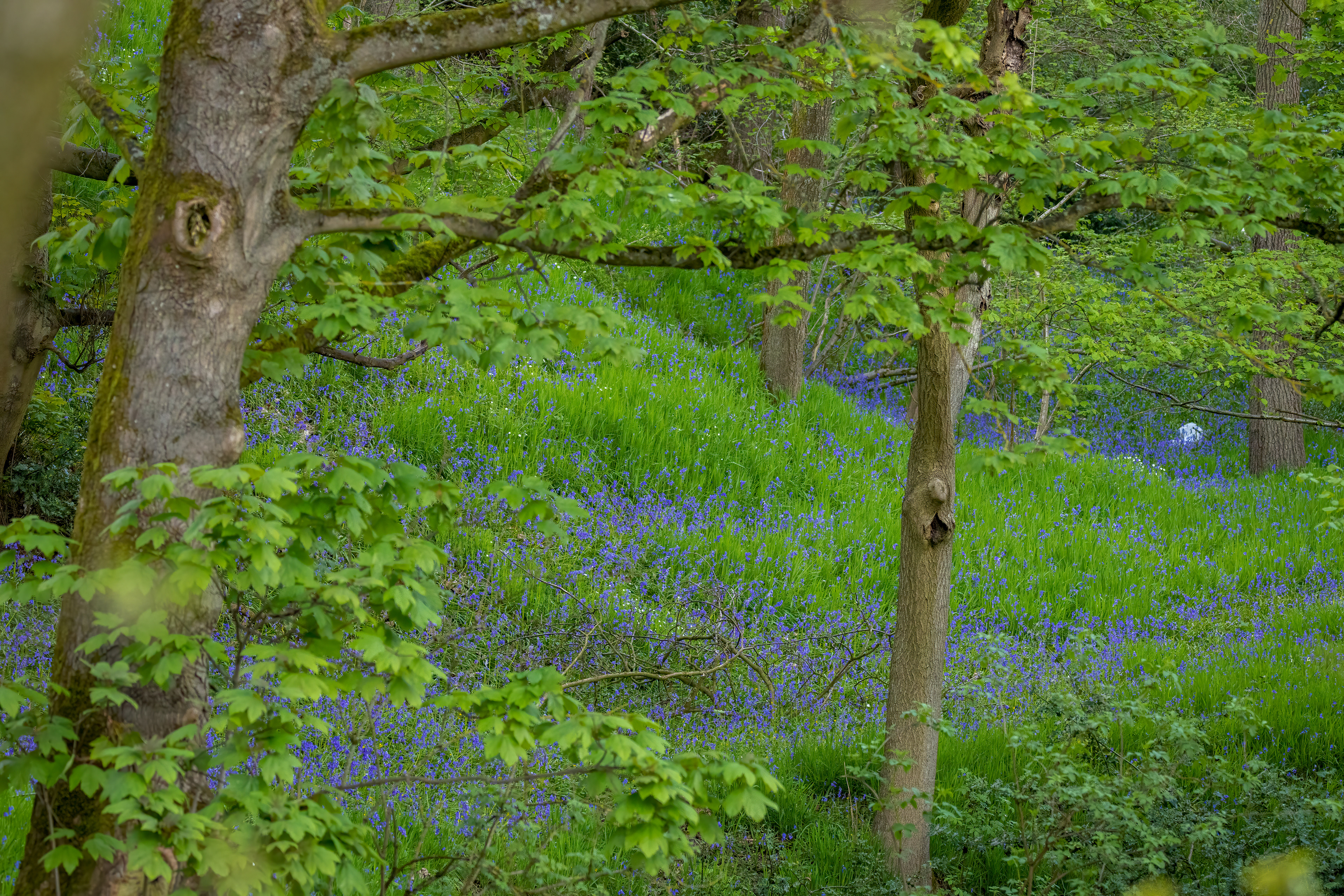Wagon Way, Midhopestones